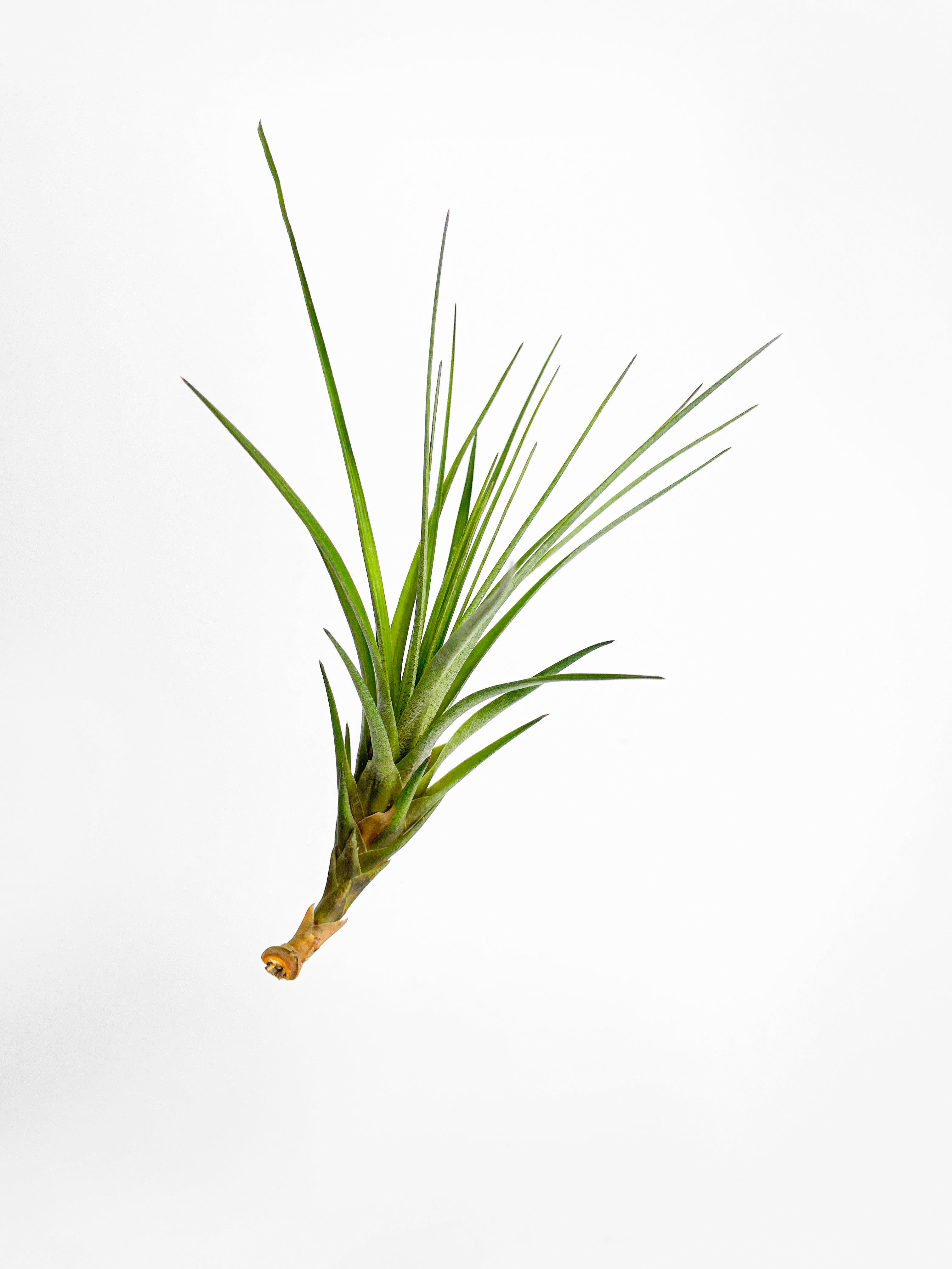 Bumble Plants Tillandsia Moonlight Air Plant