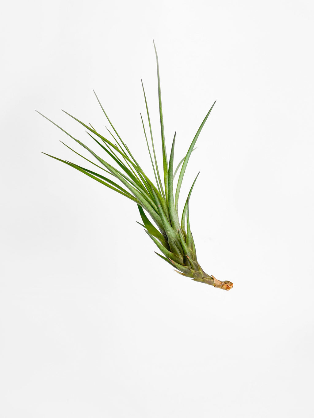 Bumble Plants Tillandsia Moonlight Air Plant