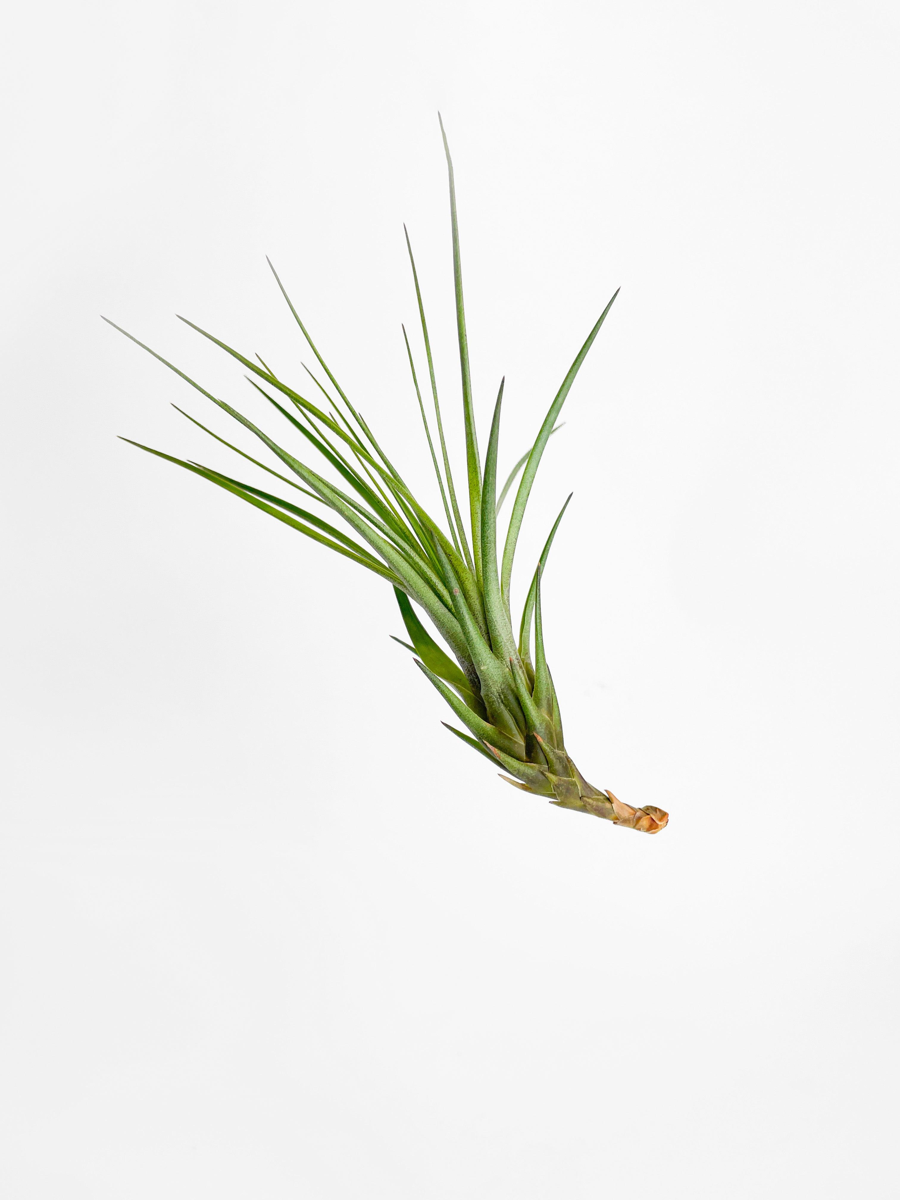 Bumble Plants Tillandsia Moonlight Air Plant