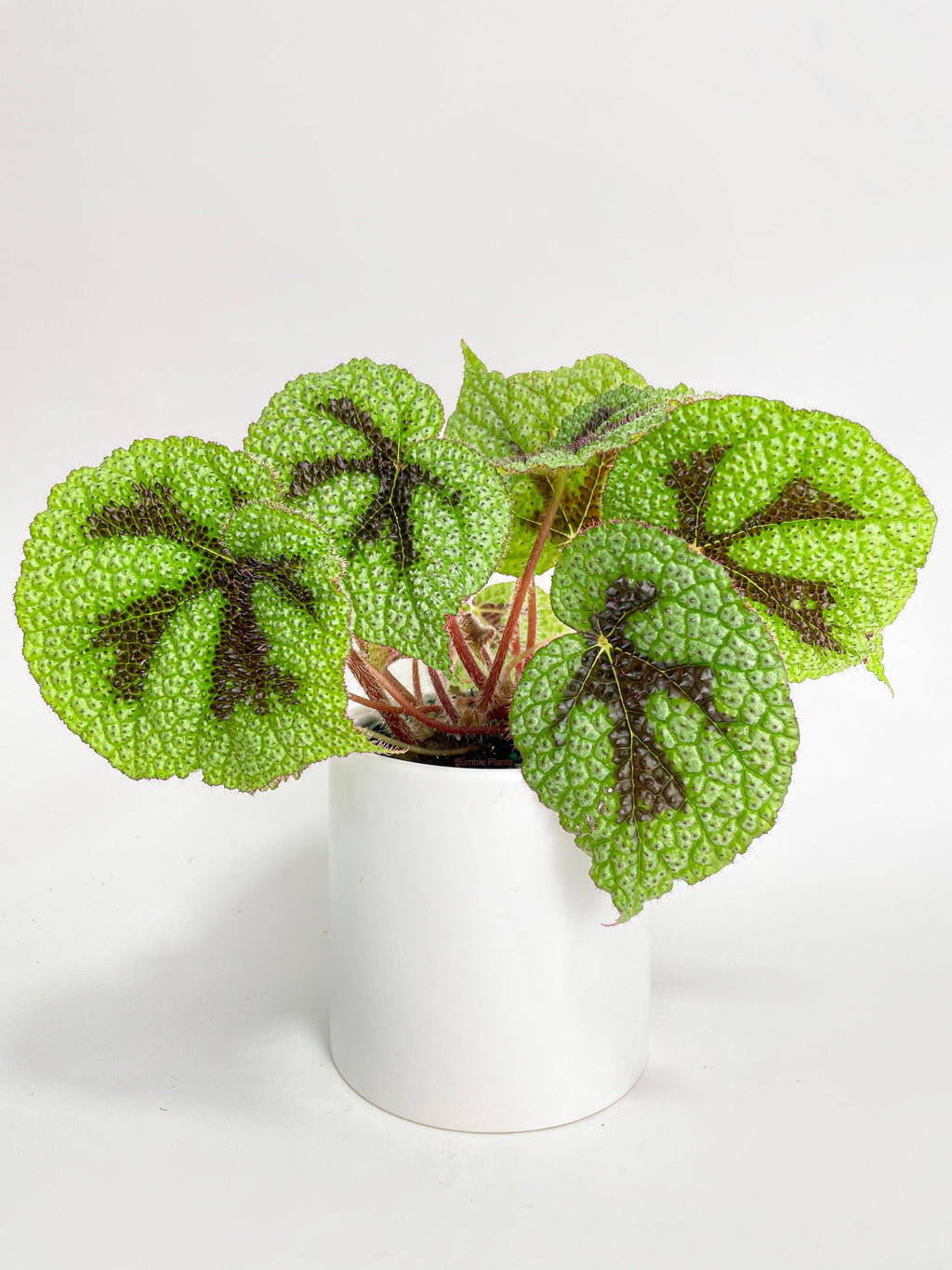 Bumble Plants Begonia Masoniana 'Iron Cross'