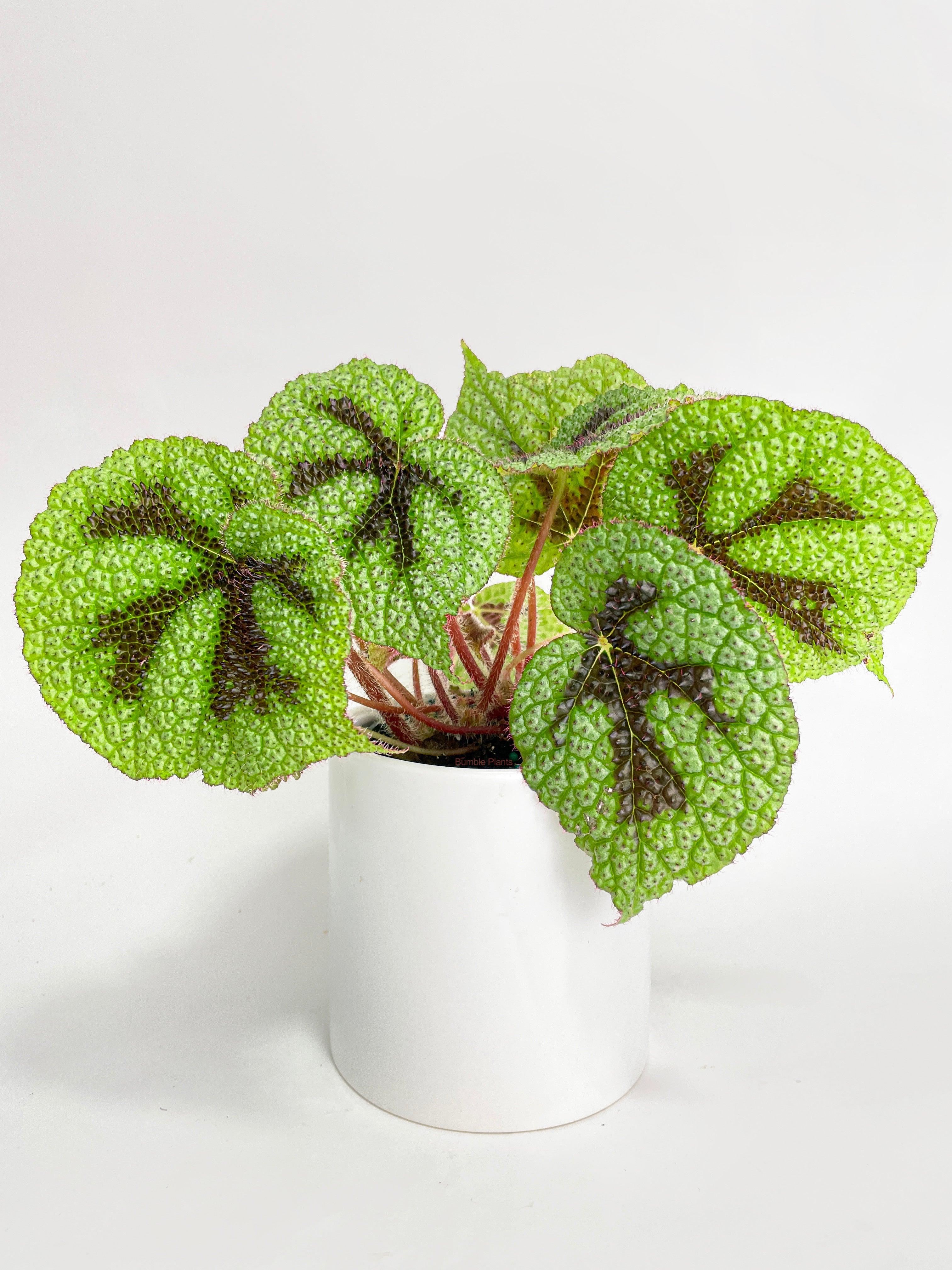 Bumble Plants Begonia Masoniana 'Iron Cross'
