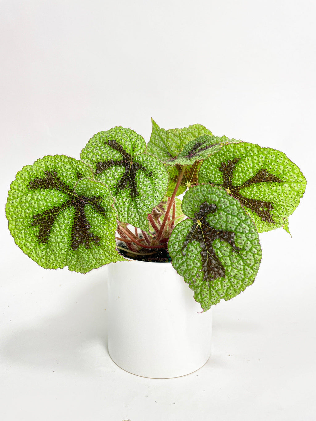 Bumble Plants Begonia Masoniana 'Iron Cross'