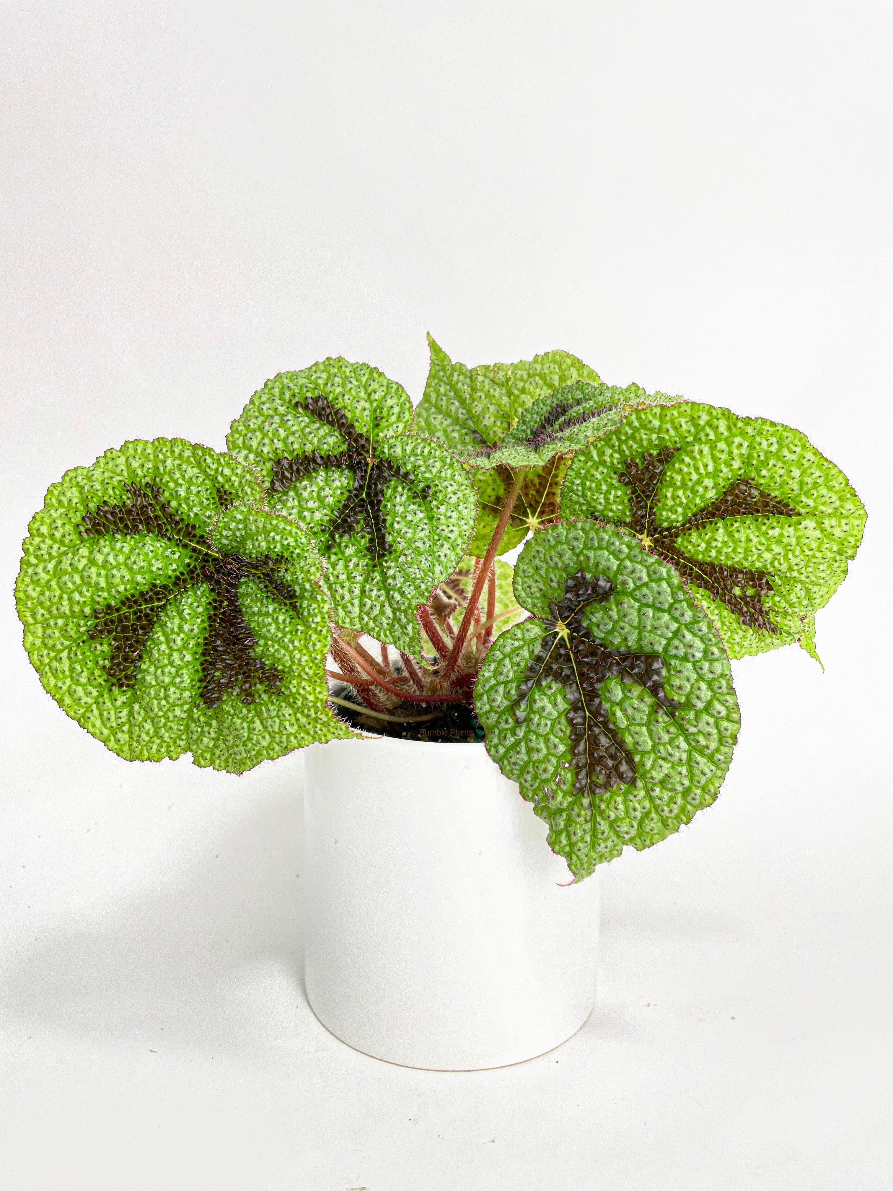 Bumble Plants Begonia Masoniana 'Iron Cross'