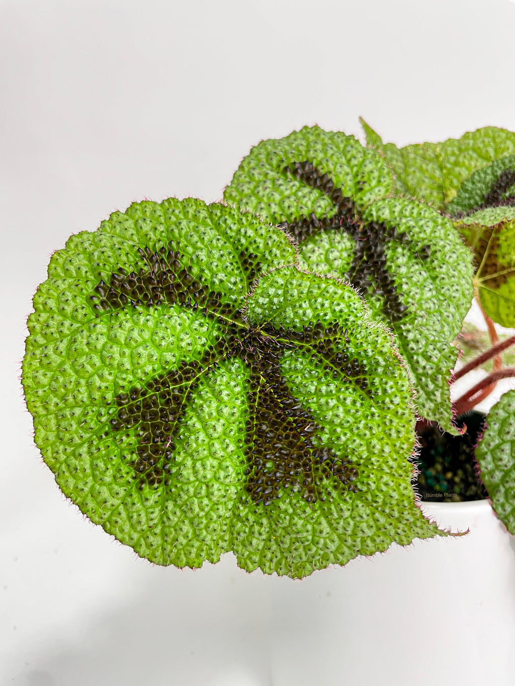 Bumble Plants Begonia Masoniana 'Iron Cross'
