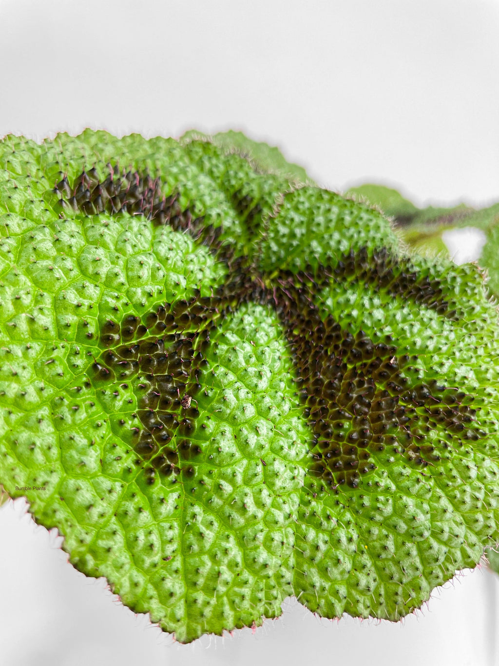 Bumble Plants Begonia Masoniana 'Iron Cross'