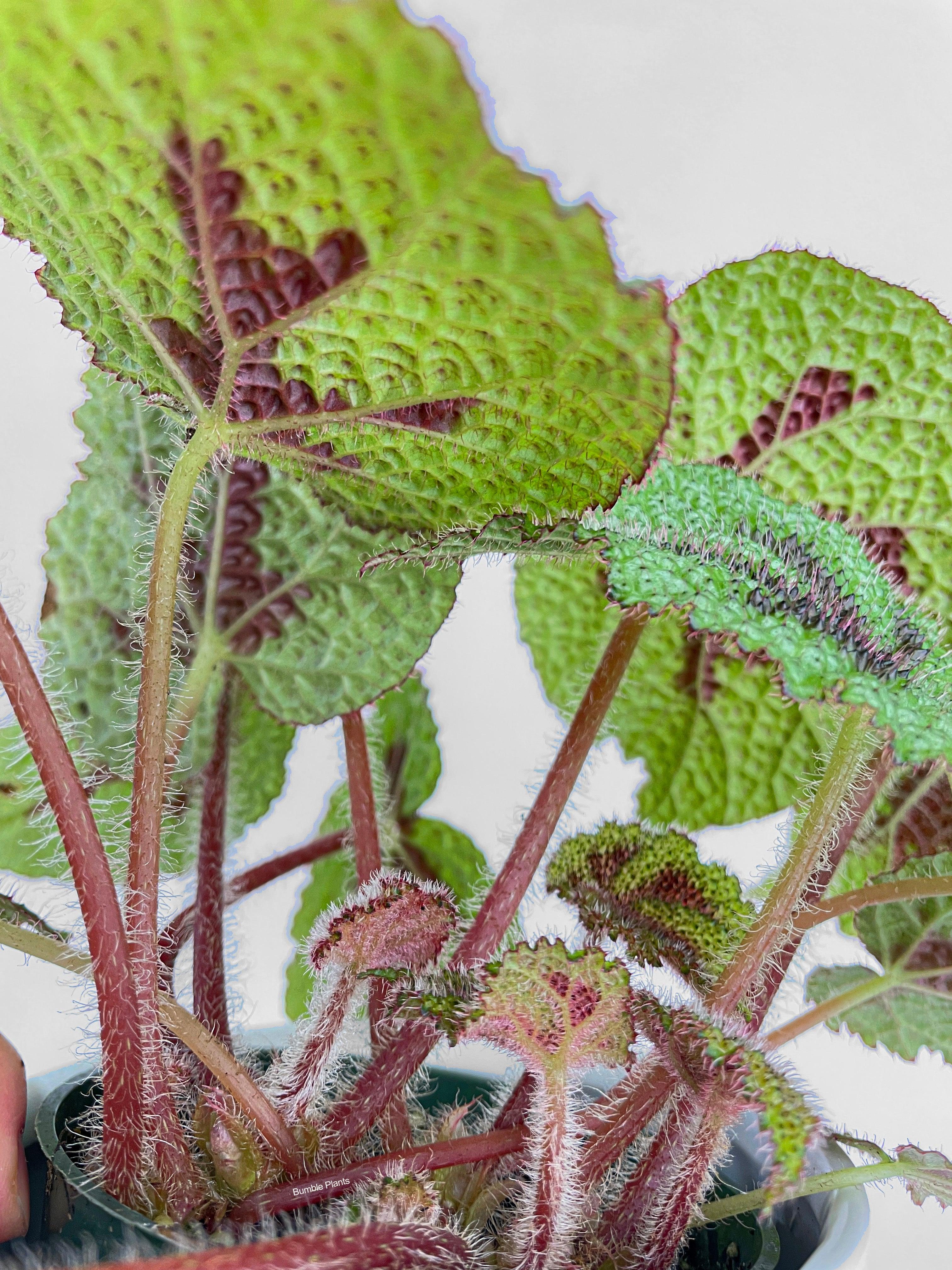 Bumble Plants Begonia Masoniana 'Iron Cross'