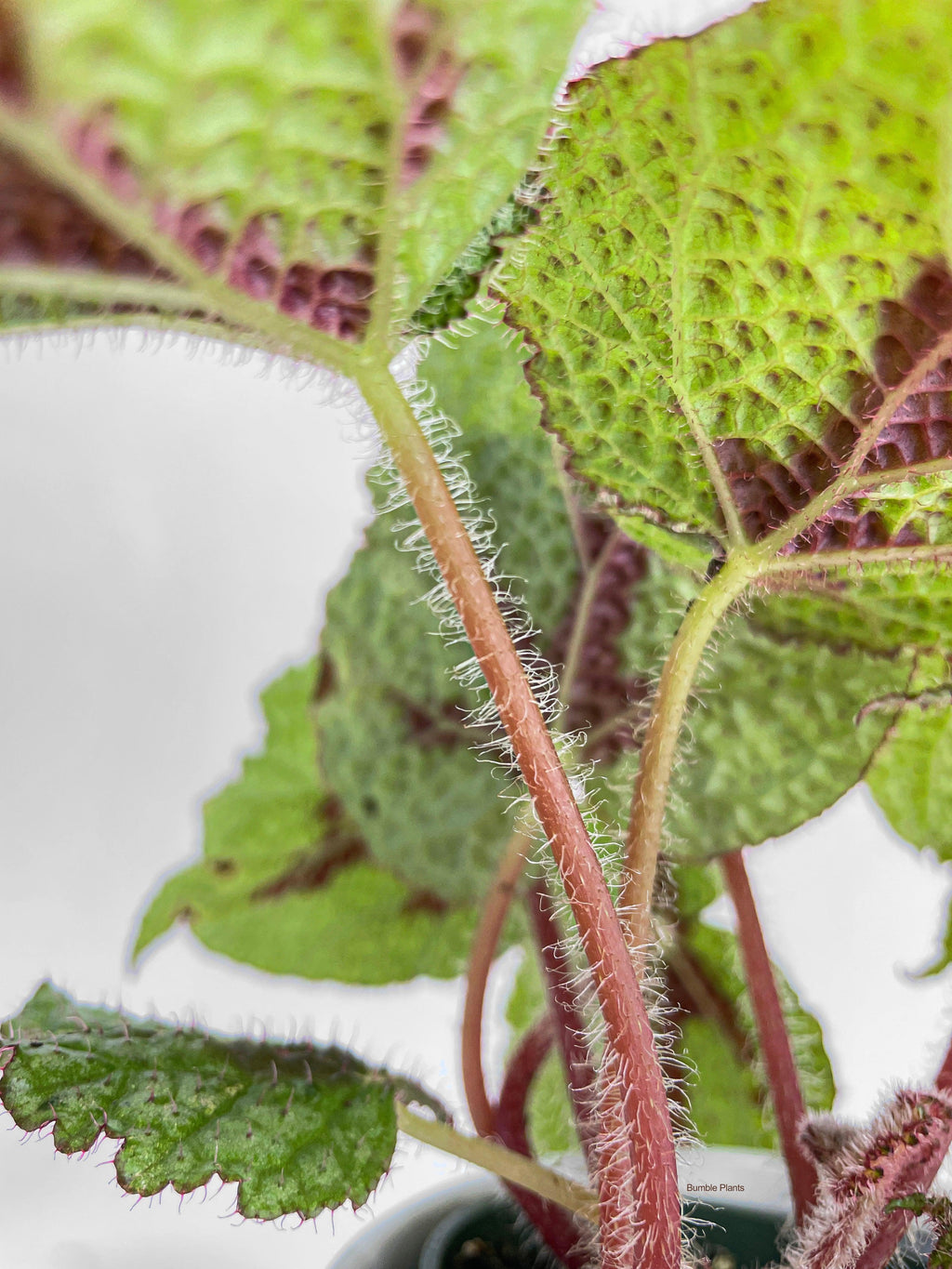 Bumble Plants Begonia Masoniana 'Iron Cross'