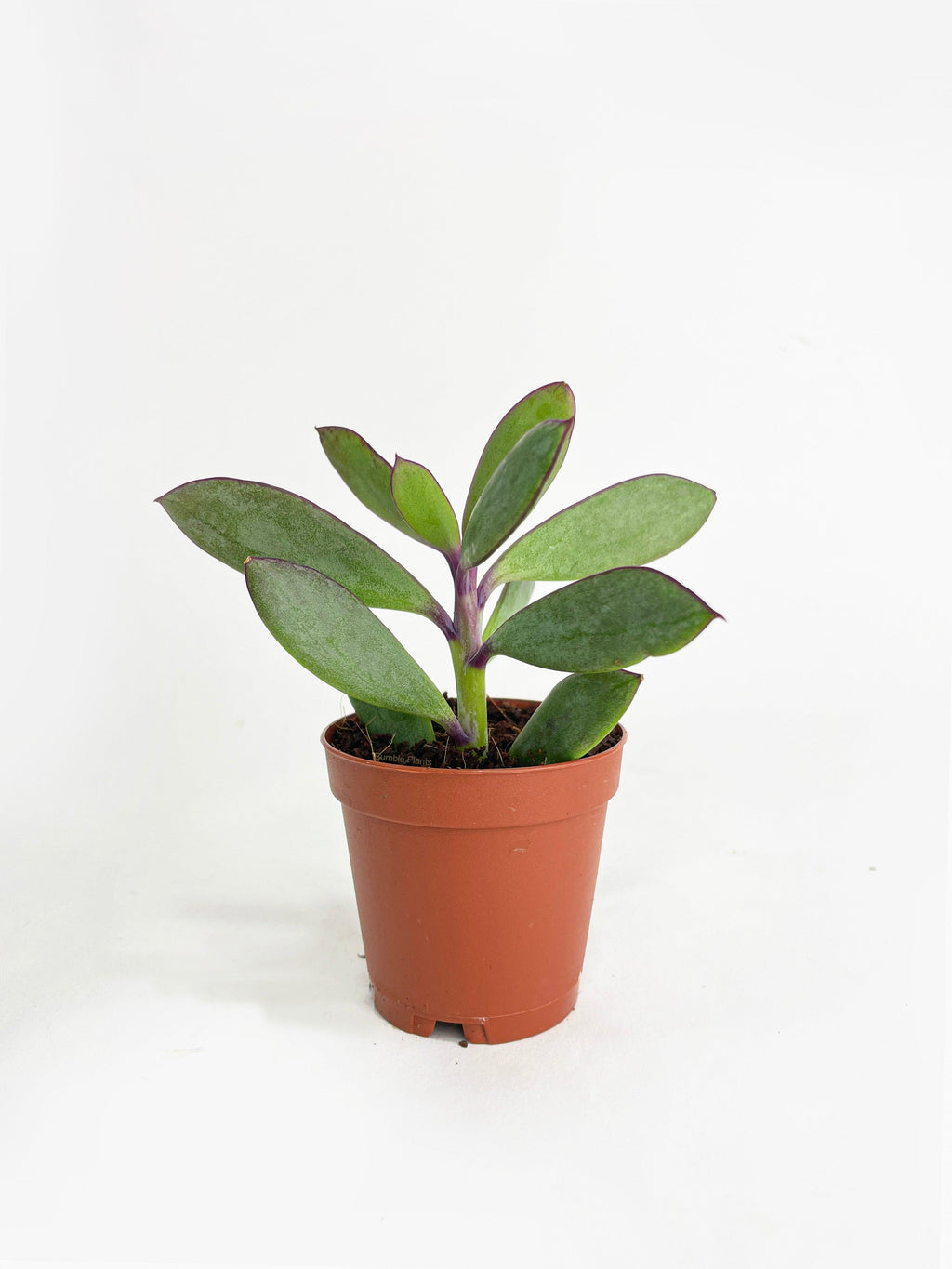 Bumble Plants Vertical Leaf Senecio Purple Succulent