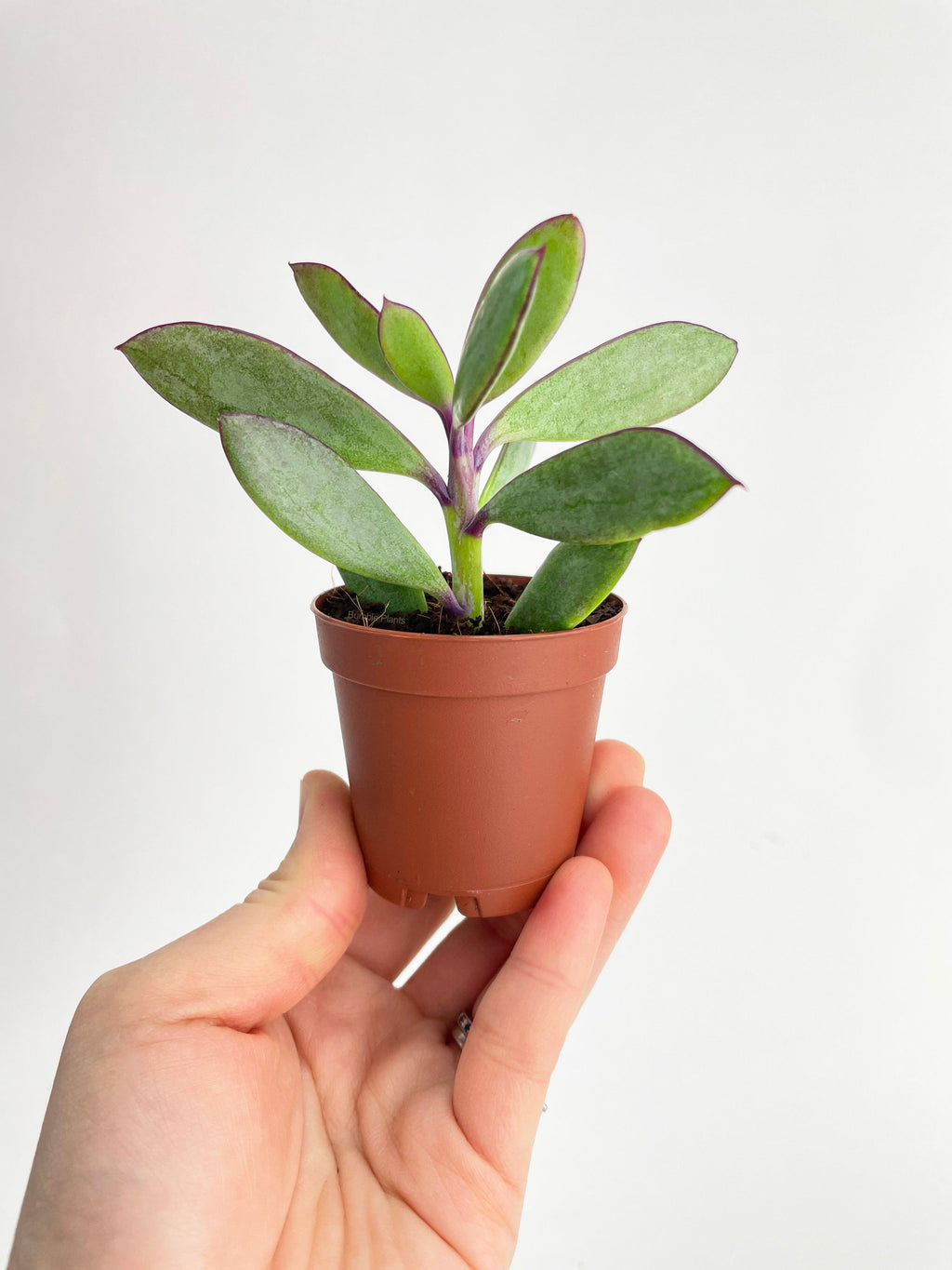Bumble Plants Vertical Leaf Senecio Purple Succulent