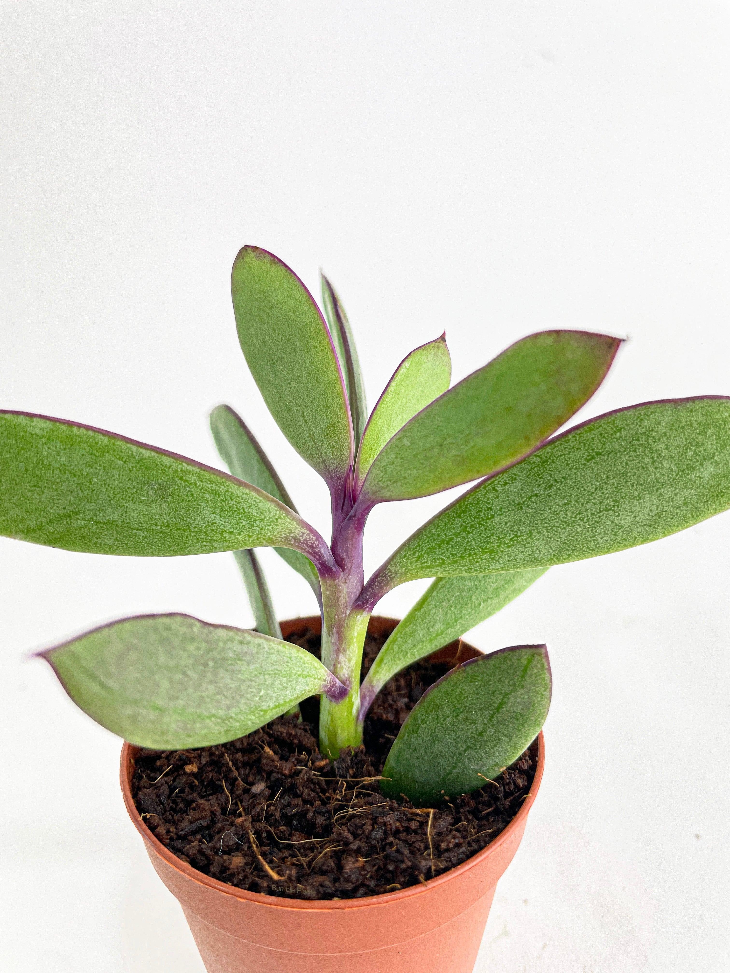 Bumble Plants Vertical Leaf Senecio Purple Succulent