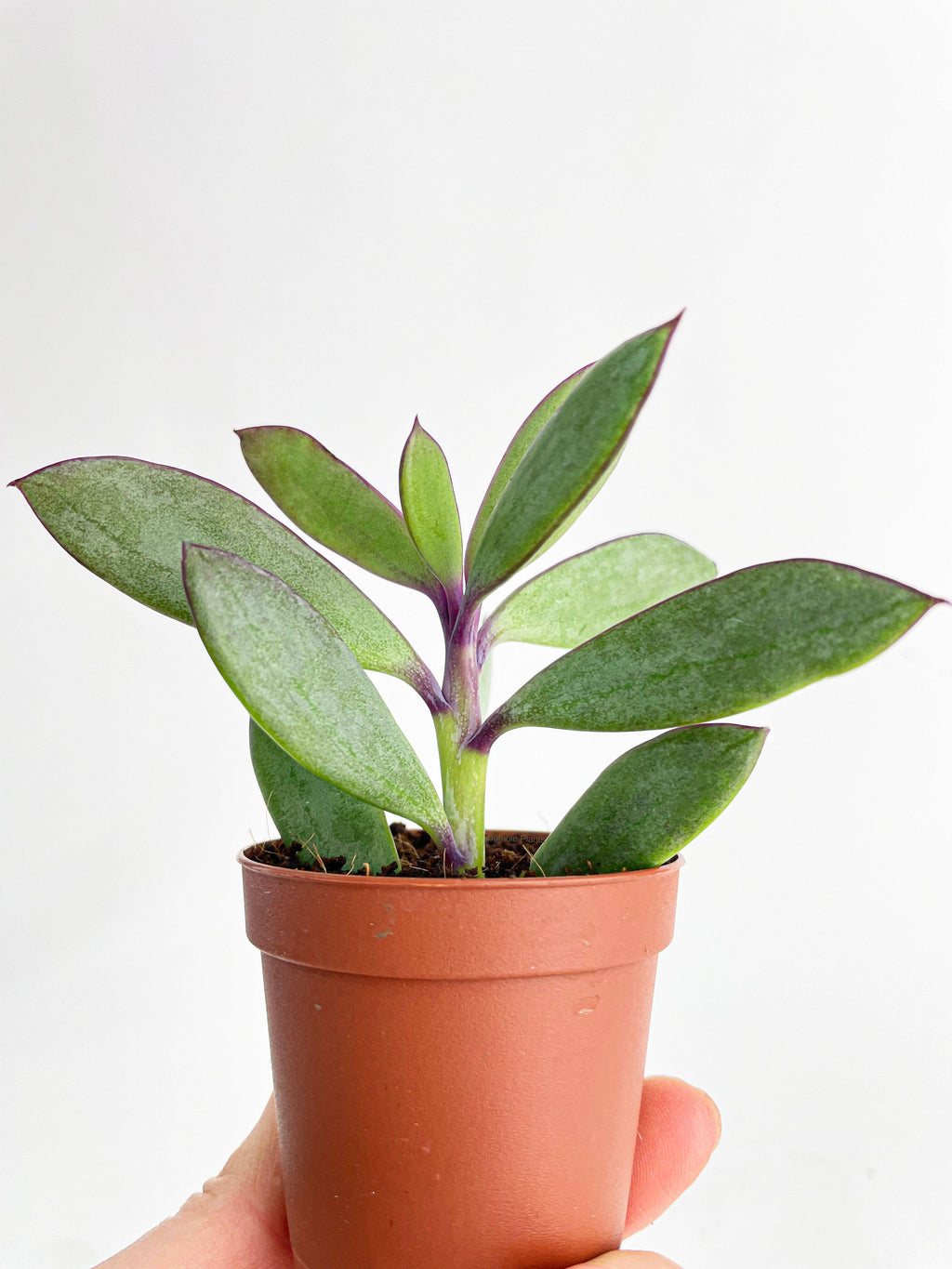Bumble Plants Vertical Leaf Senecio Purple Succulent