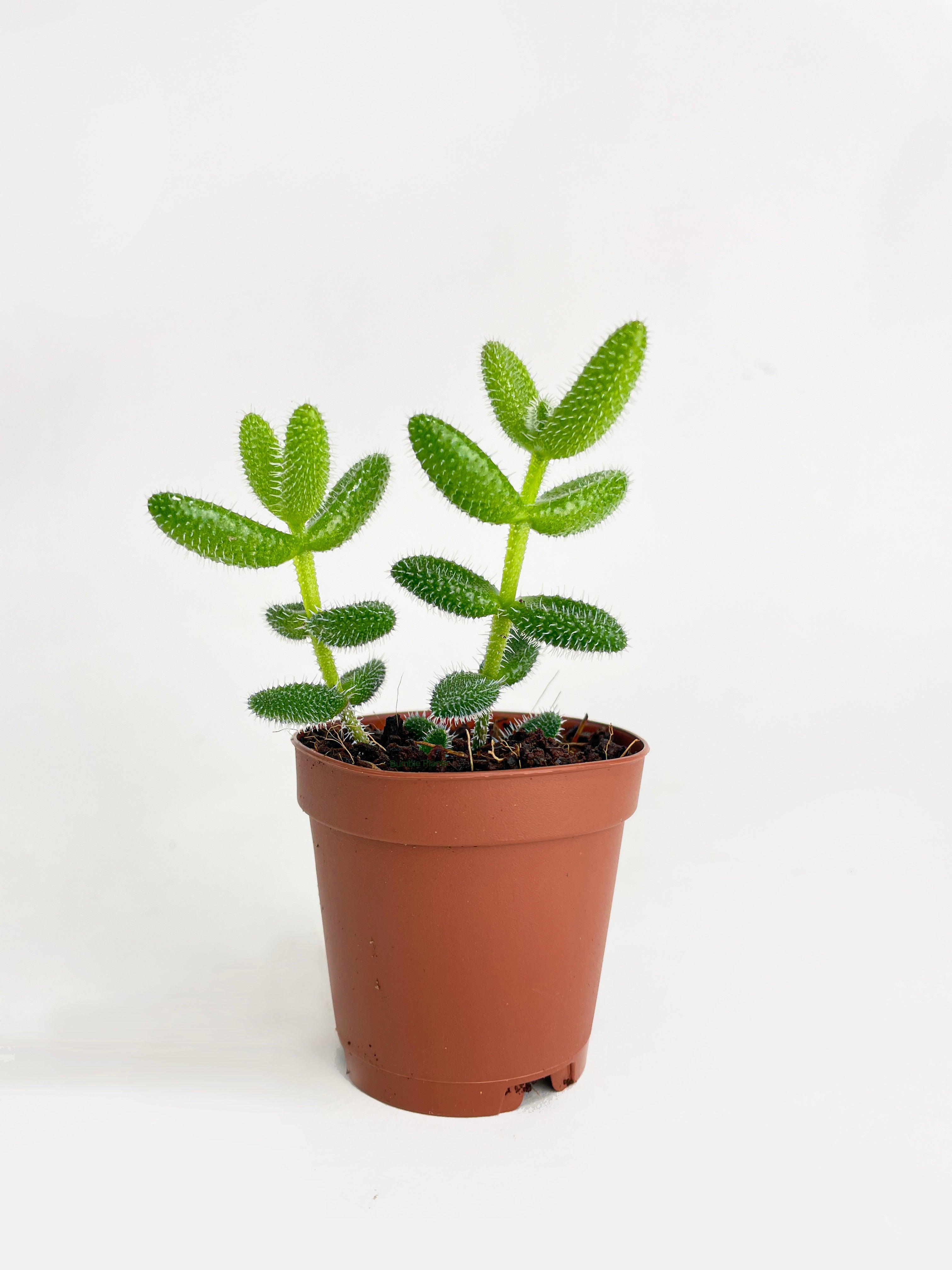 Bumble Plants Hedgehog Ice Plant Succulent