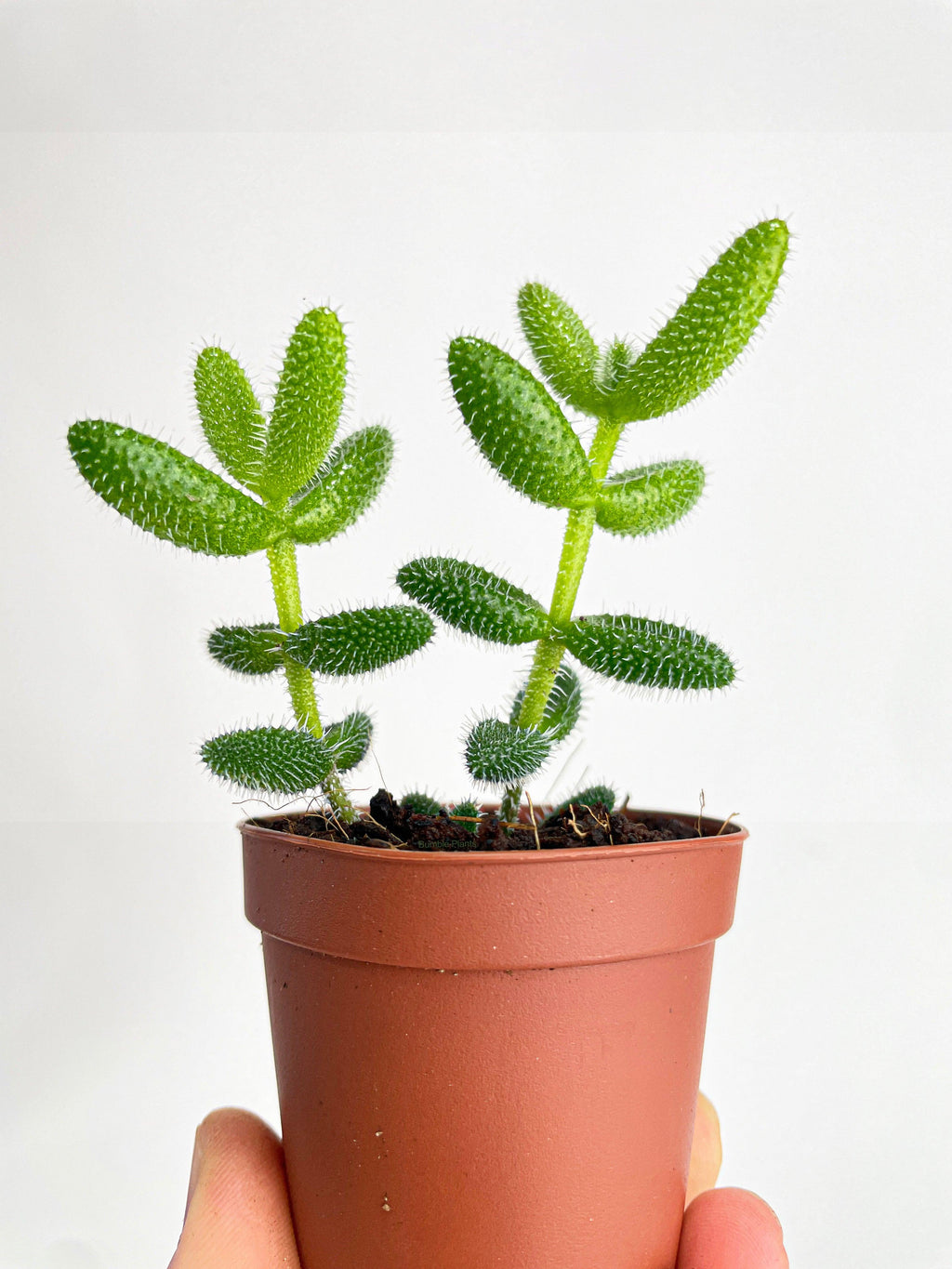Bumble Plants Hedgehog Ice Plant Succulent