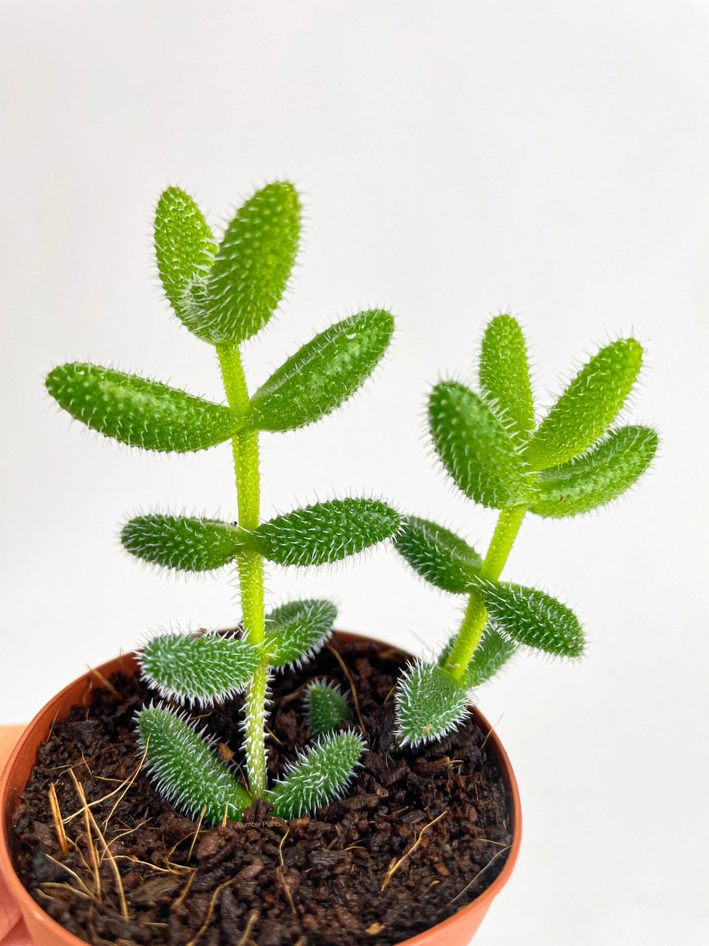 Bumble Plants Hedgehog Ice Plant Succulent