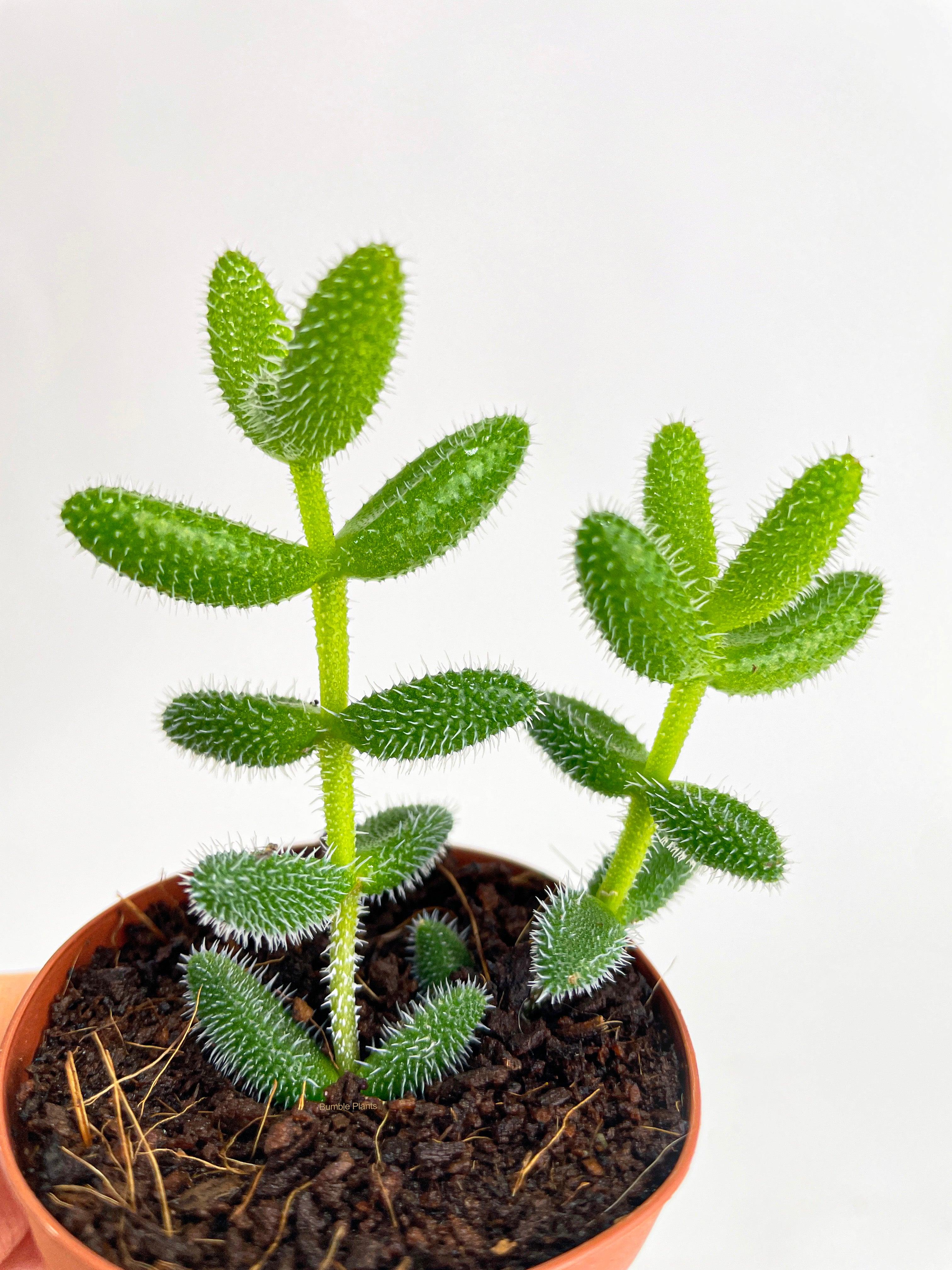 Bumble Plants Hedgehog Ice Plant Succulent