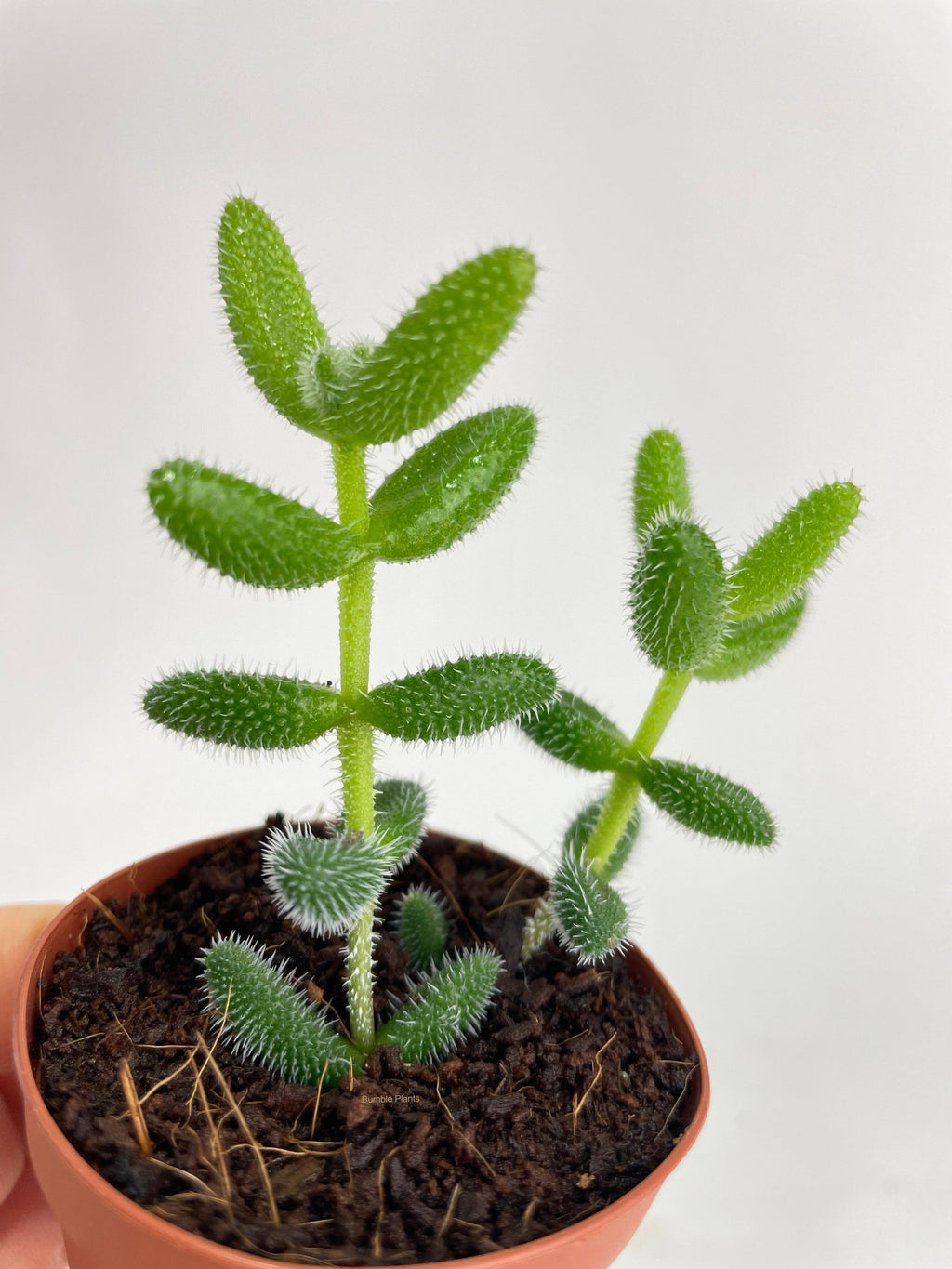 Bumble Plants Hedgehog Ice Plant Succulent
