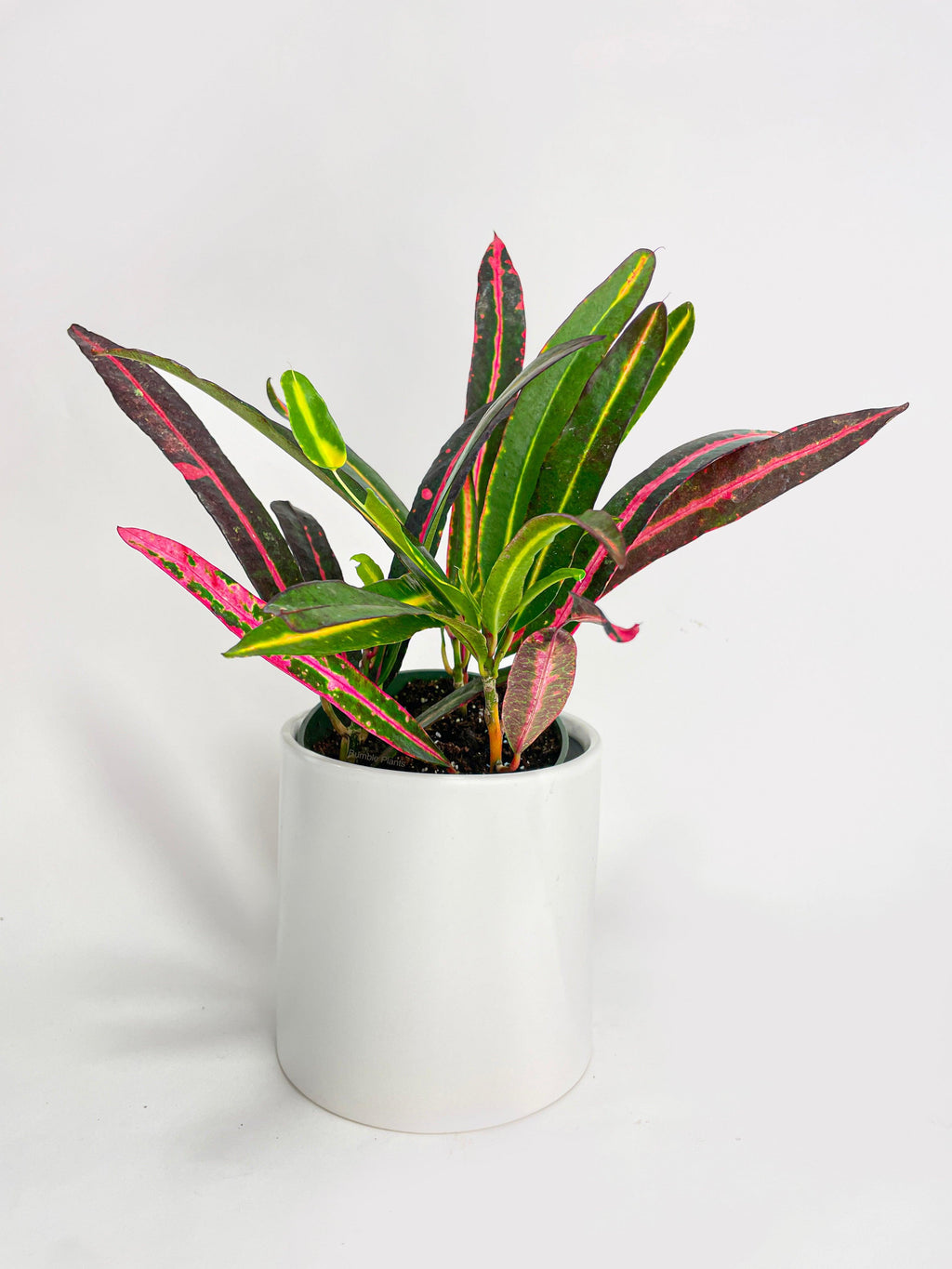 Bumble Plants Croton 'Mammy and Daughter'