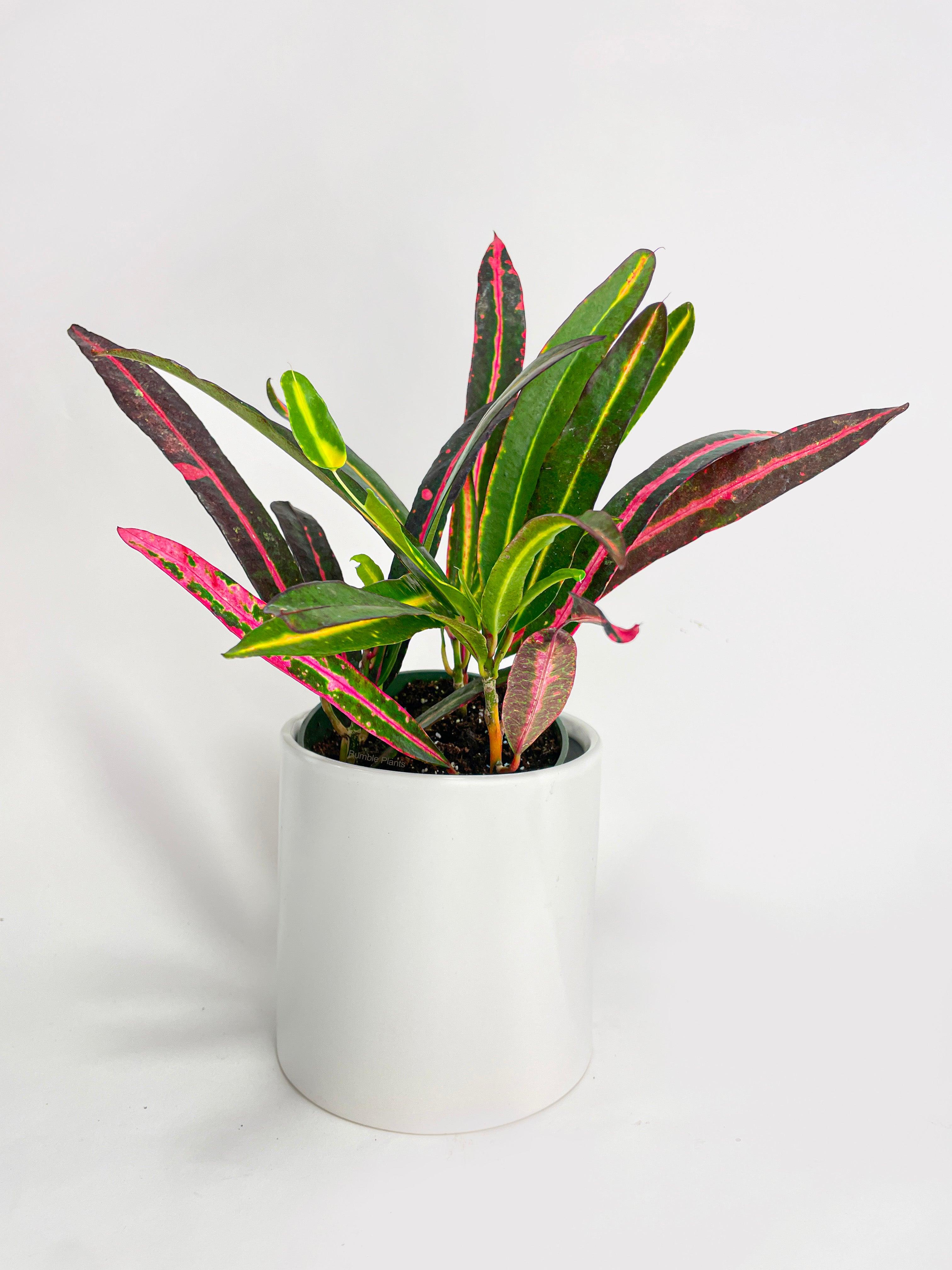 Bumble Plants Croton 'Mammy and Daughter'