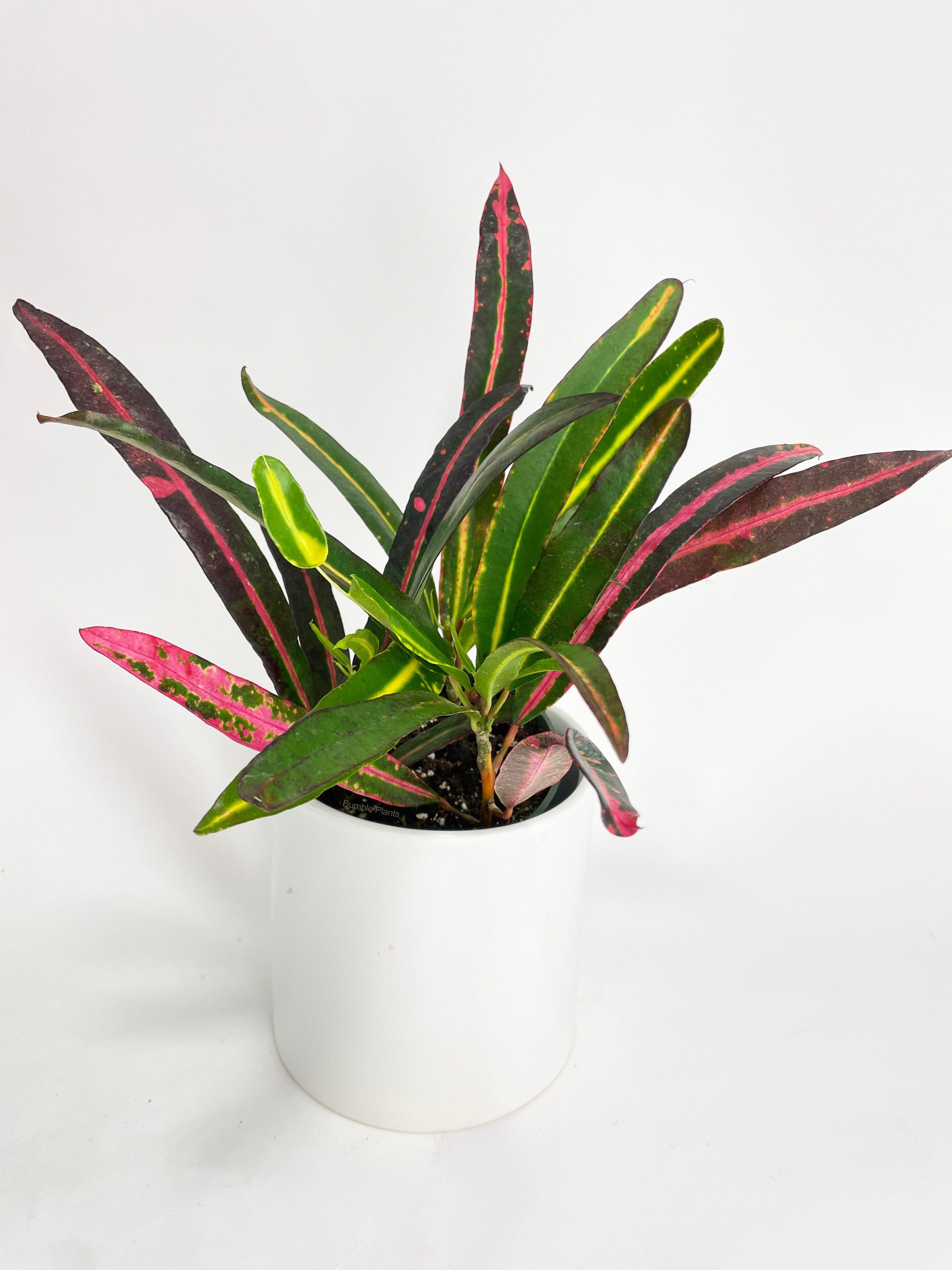 Bumble Plants Croton 'Mammy and Daughter'
