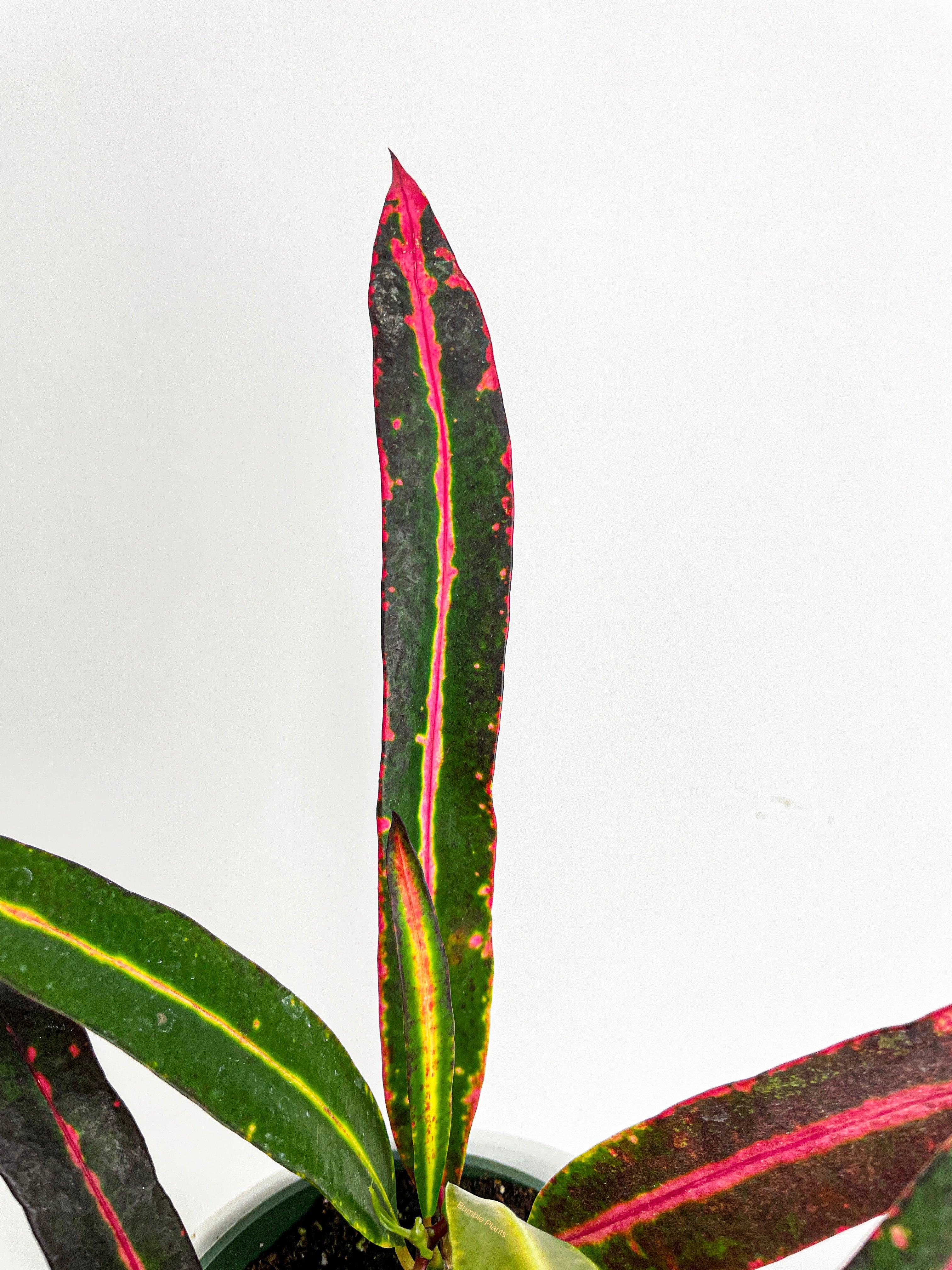 Bumble Plants Croton 'Mammy and Daughter'