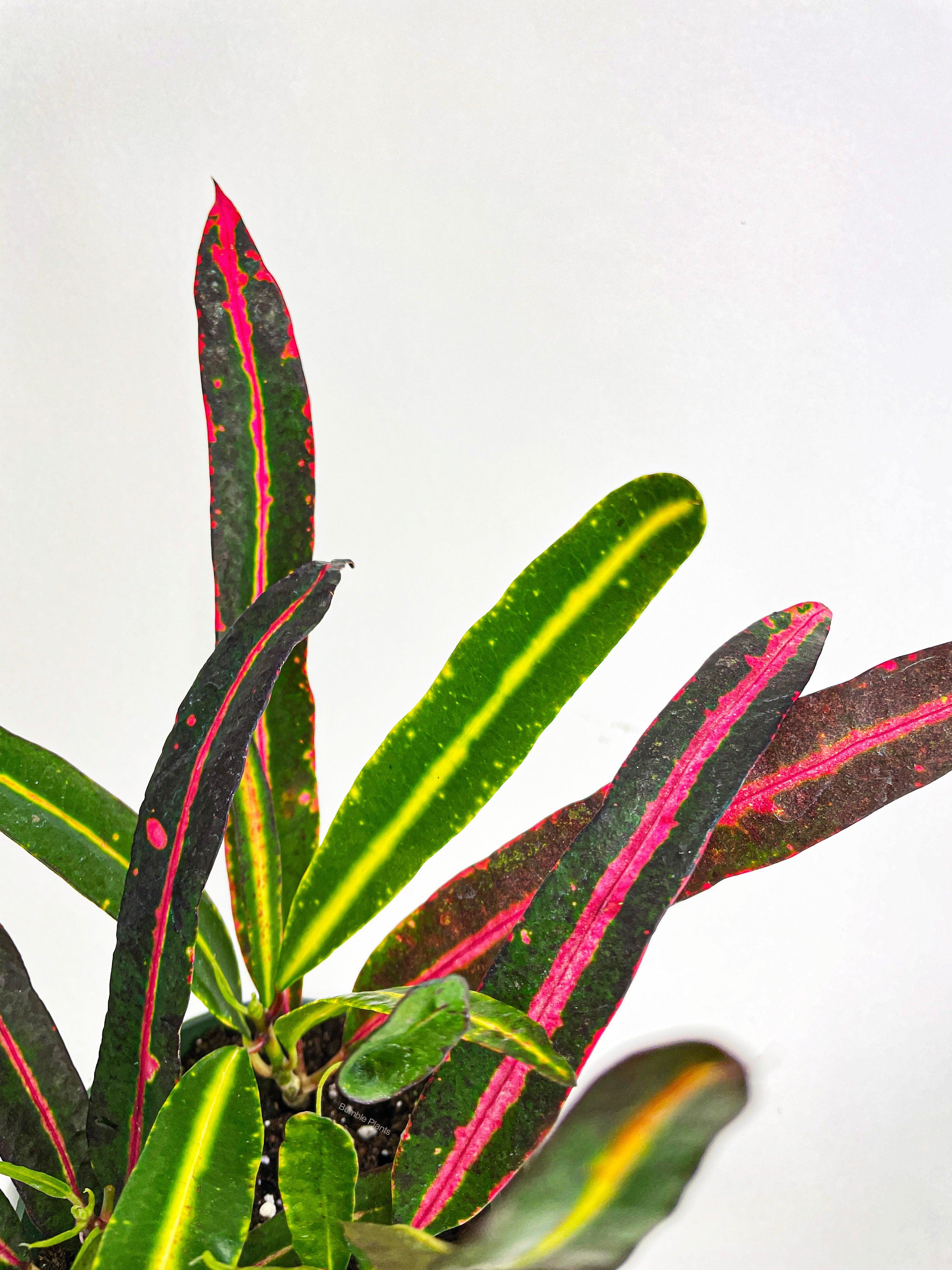 Bumble Plants Croton 'Mammy and Daughter'