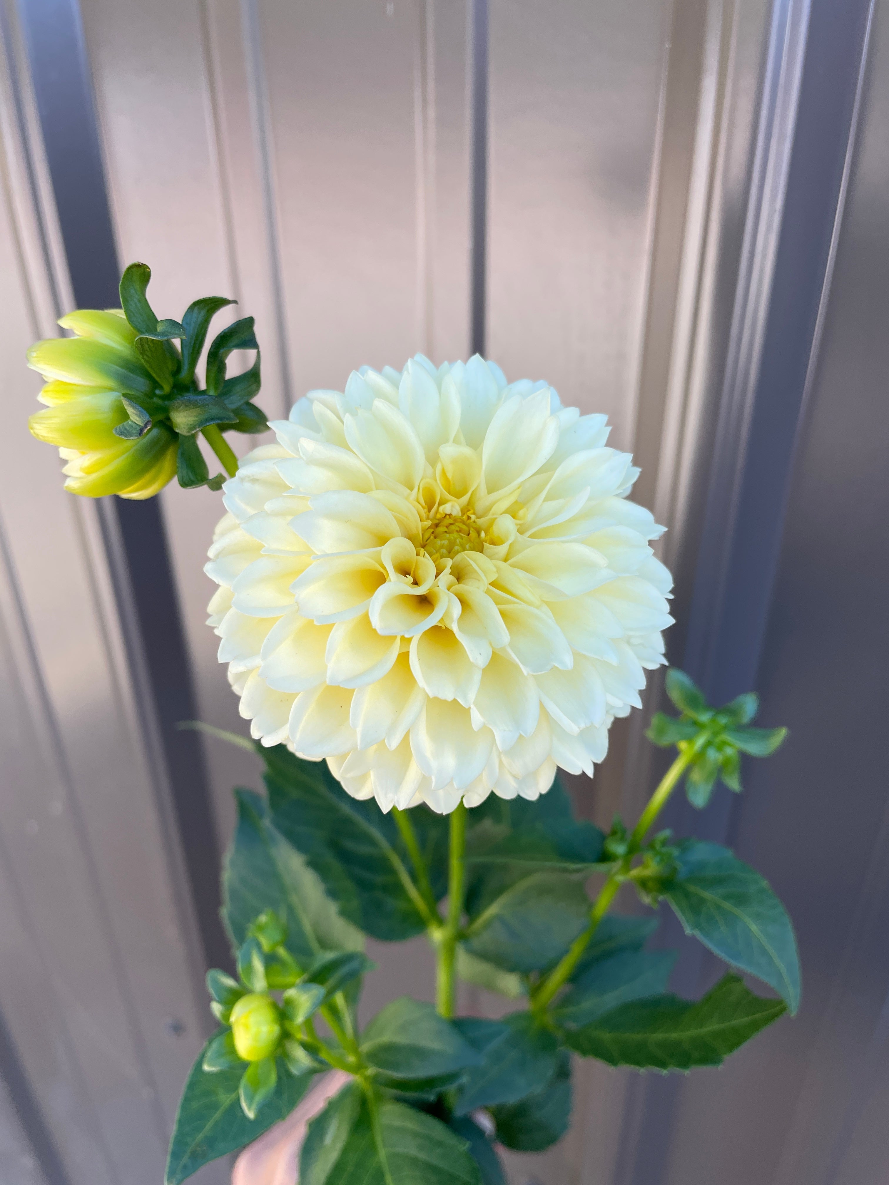 Sunny Meadows Flower Farm Dahlia Tuber Creamy | Heirloom Boulevard