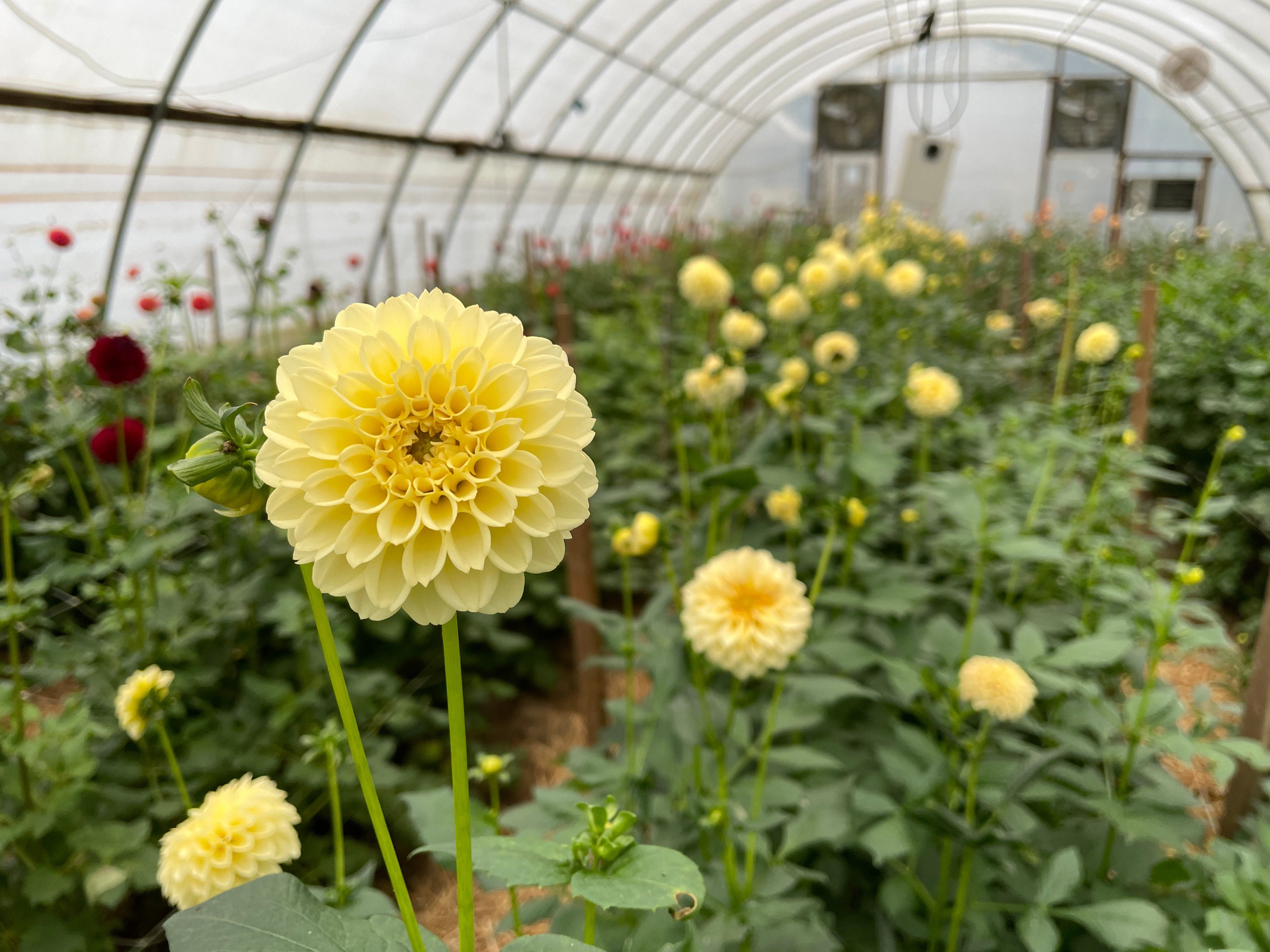 Sunny Meadows Flower Farm Dahlia Tuber Creamy | Heirloom Boulevard
