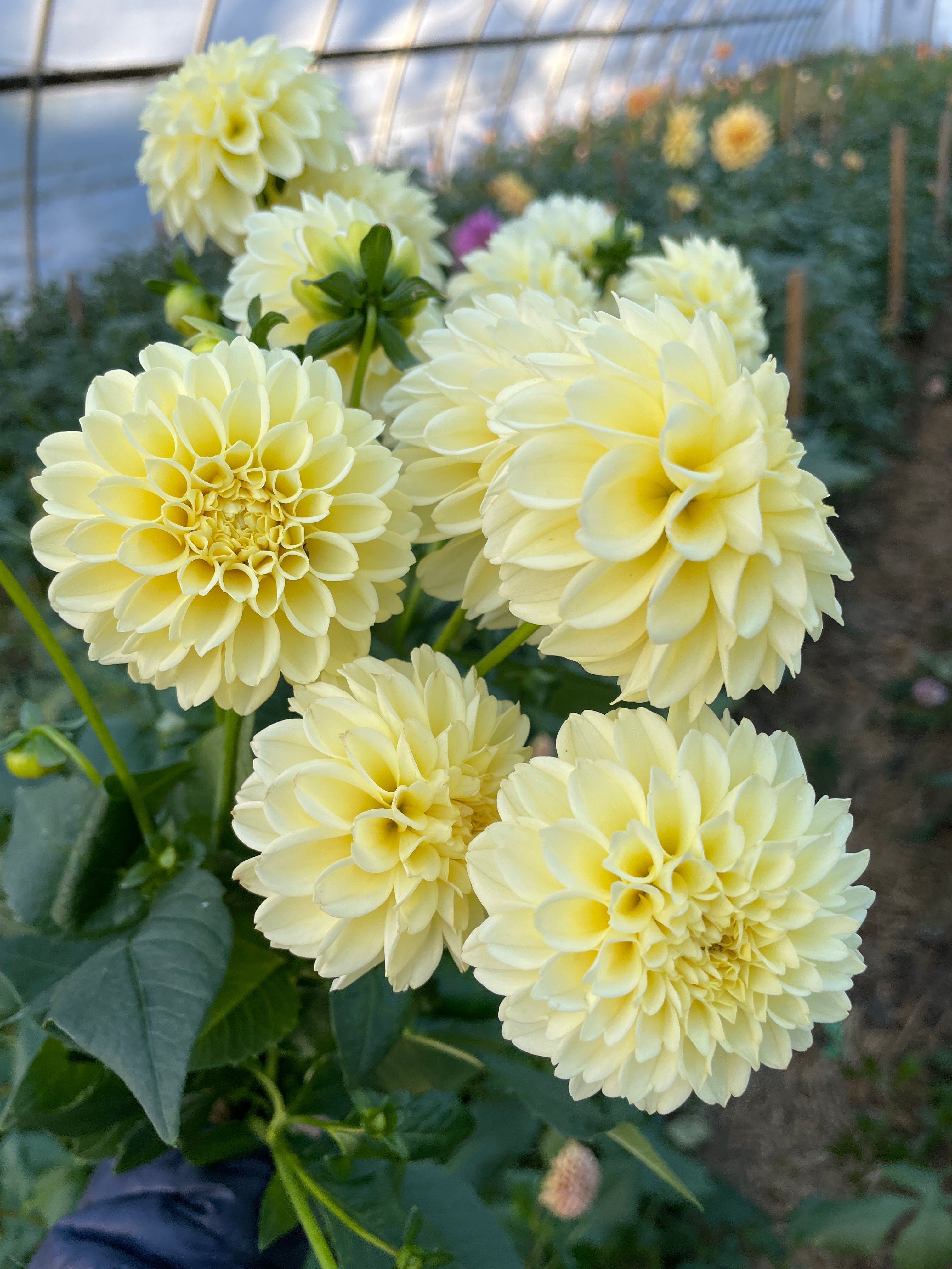 Sunny Meadows Flower Farm Dahlia Tuber Creamy | Heirloom Boulevard