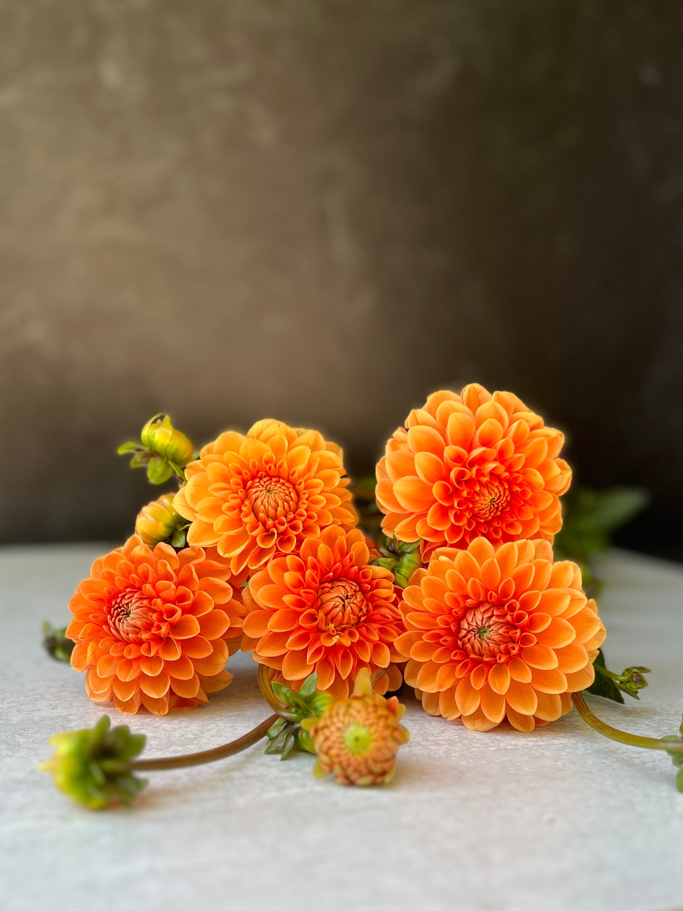 Sunny Meadows Flower Farm Dahlia Tuber Mix-Autumnal Tones-10 Tubers | Heirloom Boulevard