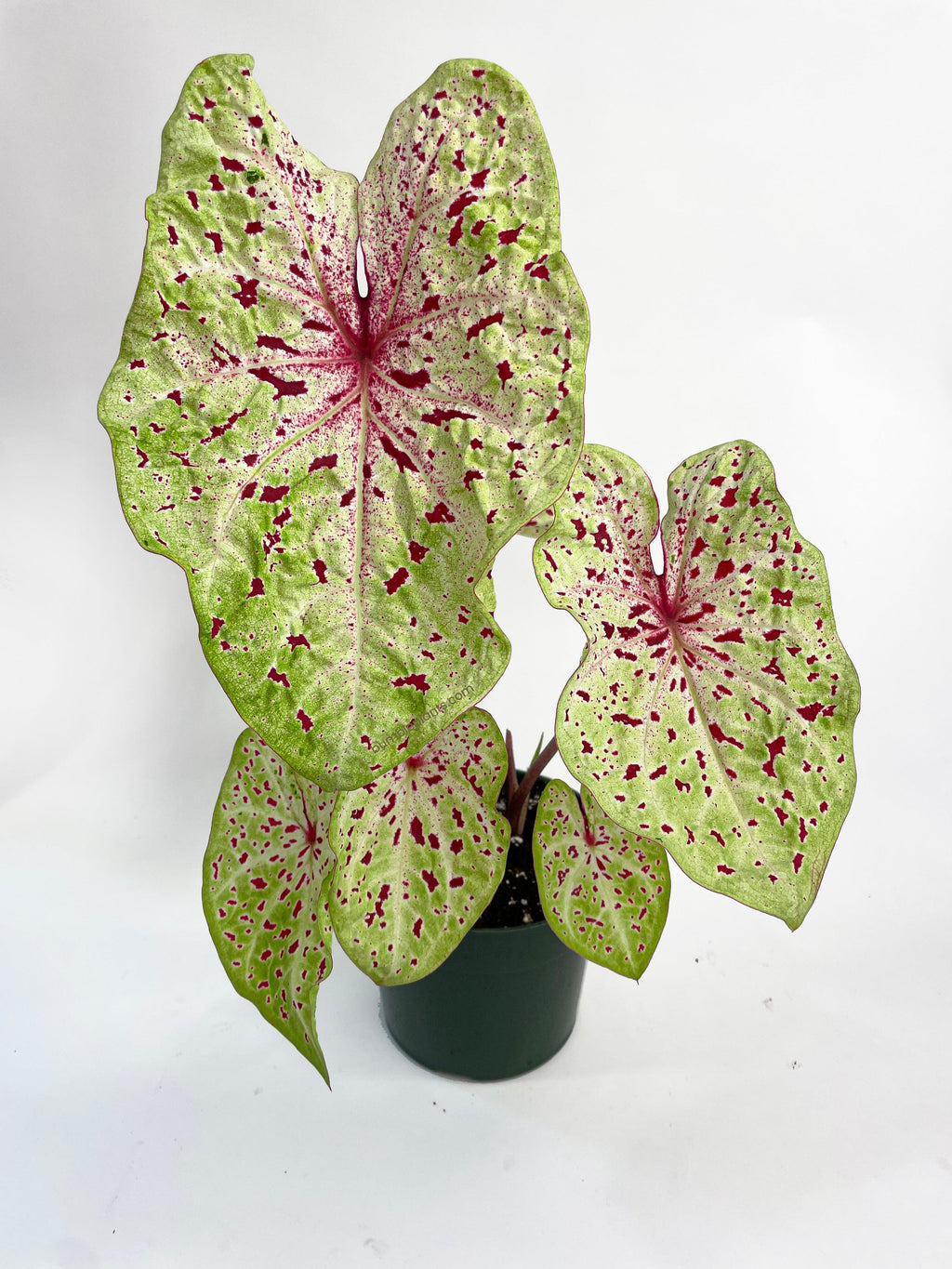 Bumble Plants Caladium Miss Muffet