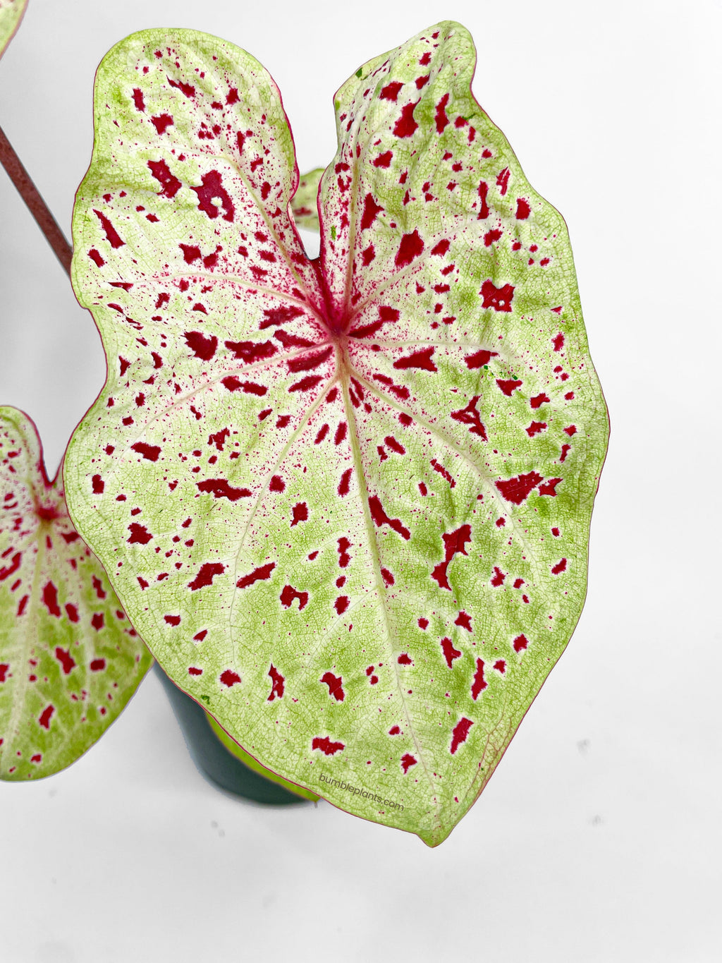 Bumble Plants Caladium Miss Muffet
