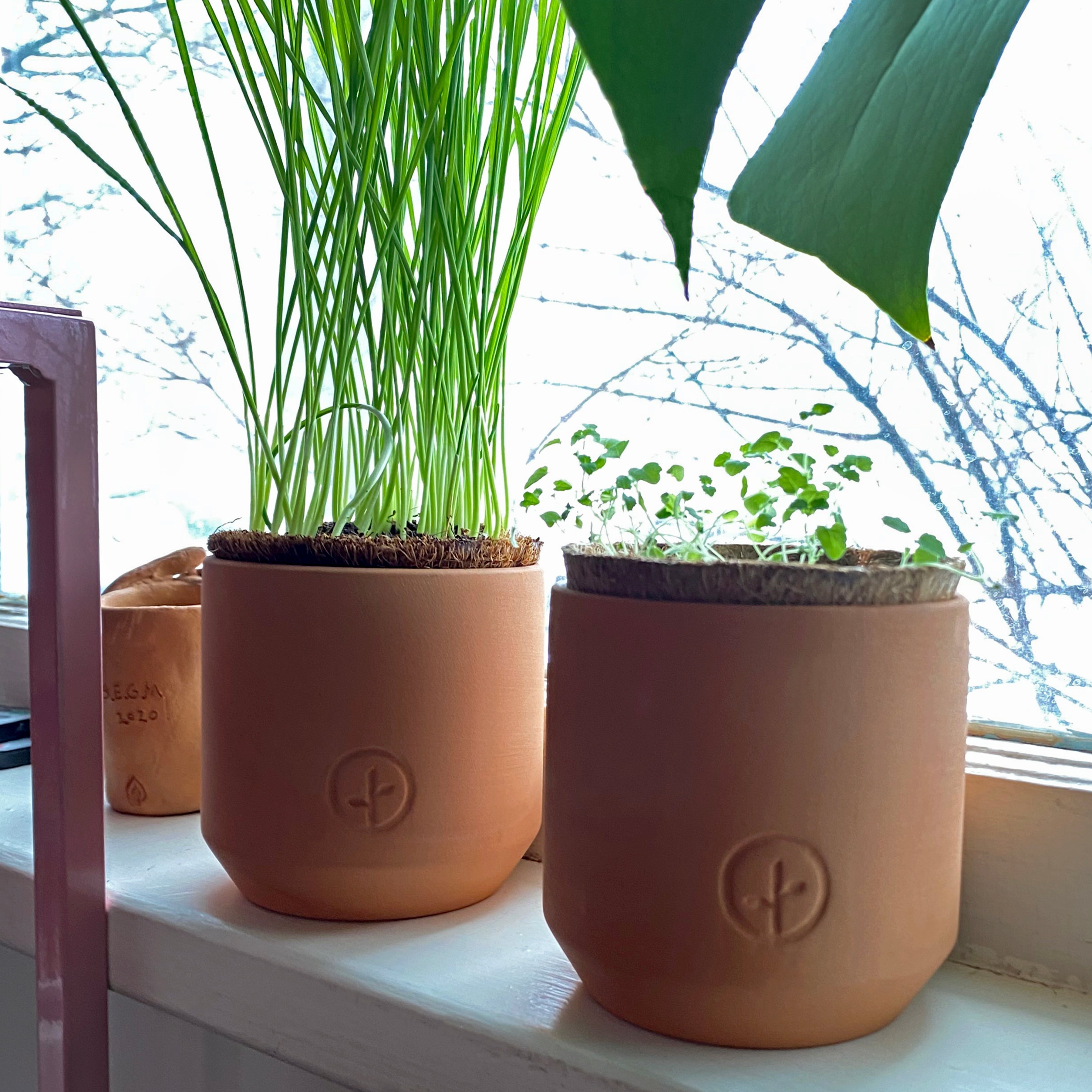 Modern Sprout Pet Tiny Terracotta Grow Kits