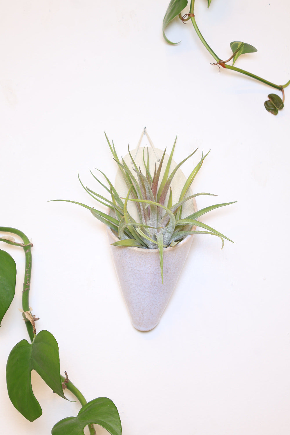 Carter + Rose Ceramic Wall Planter, Large Cone Blush | Heirloom Boulevard