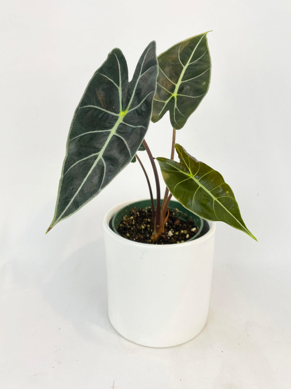 Alocasia Dragon Tooth Longiloba M | Heirloom Boulevard