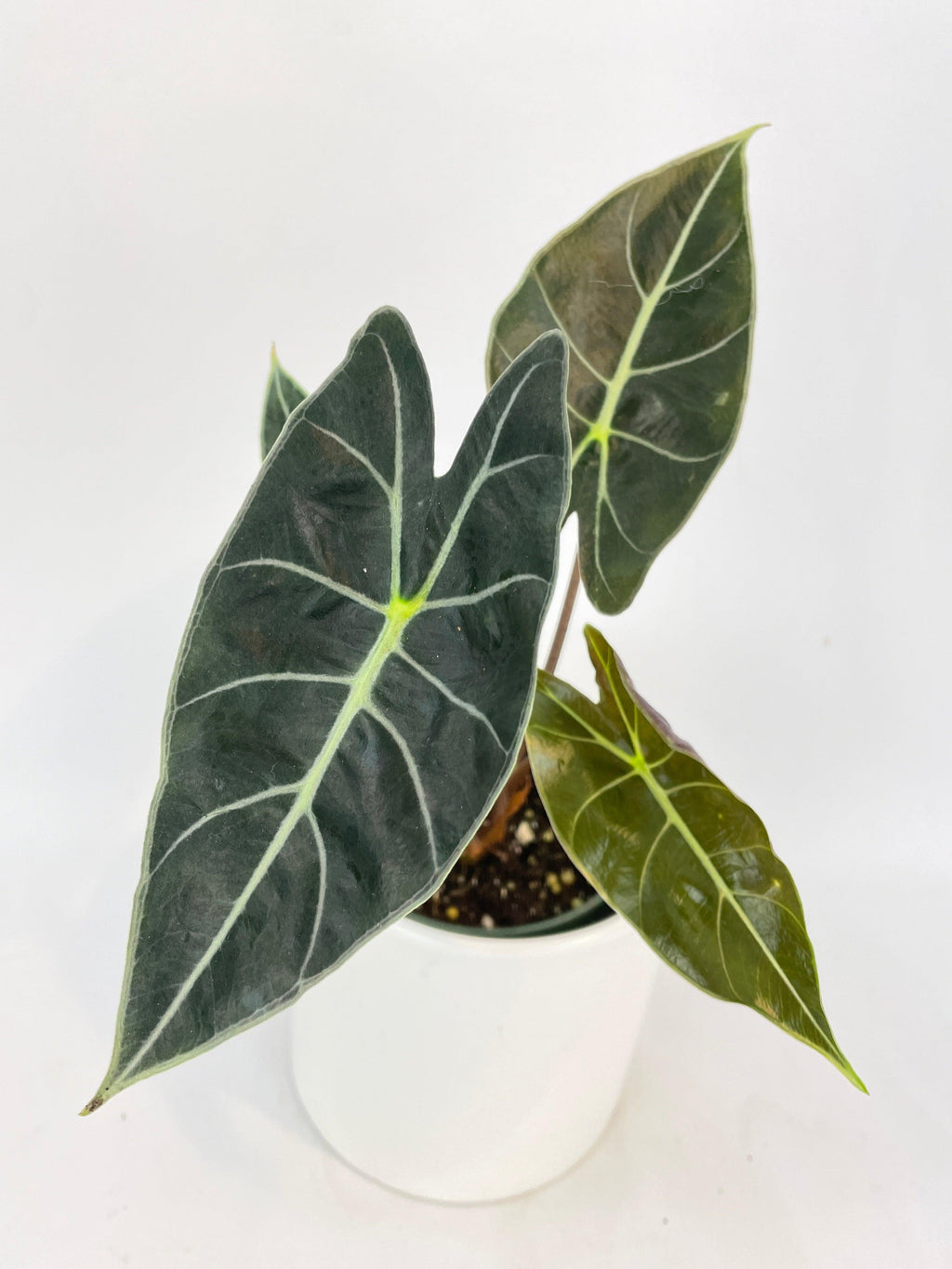 Alocasia Dragon Tooth Longiloba | Heirloom Boulevard