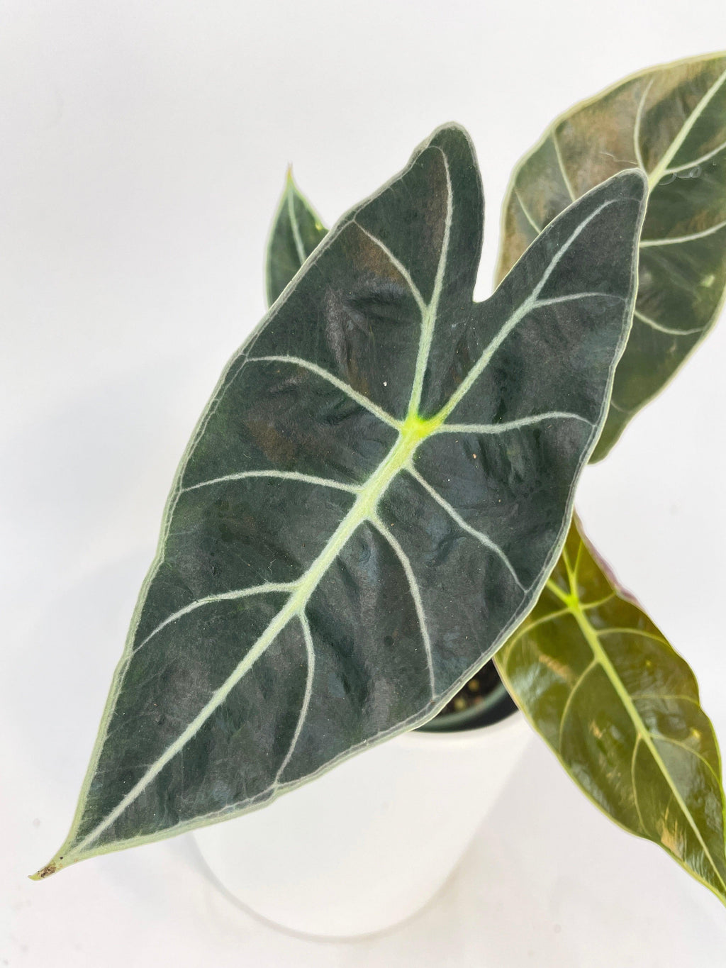 Alocasia Dragon Tooth Longiloba | Heirloom Boulevard
