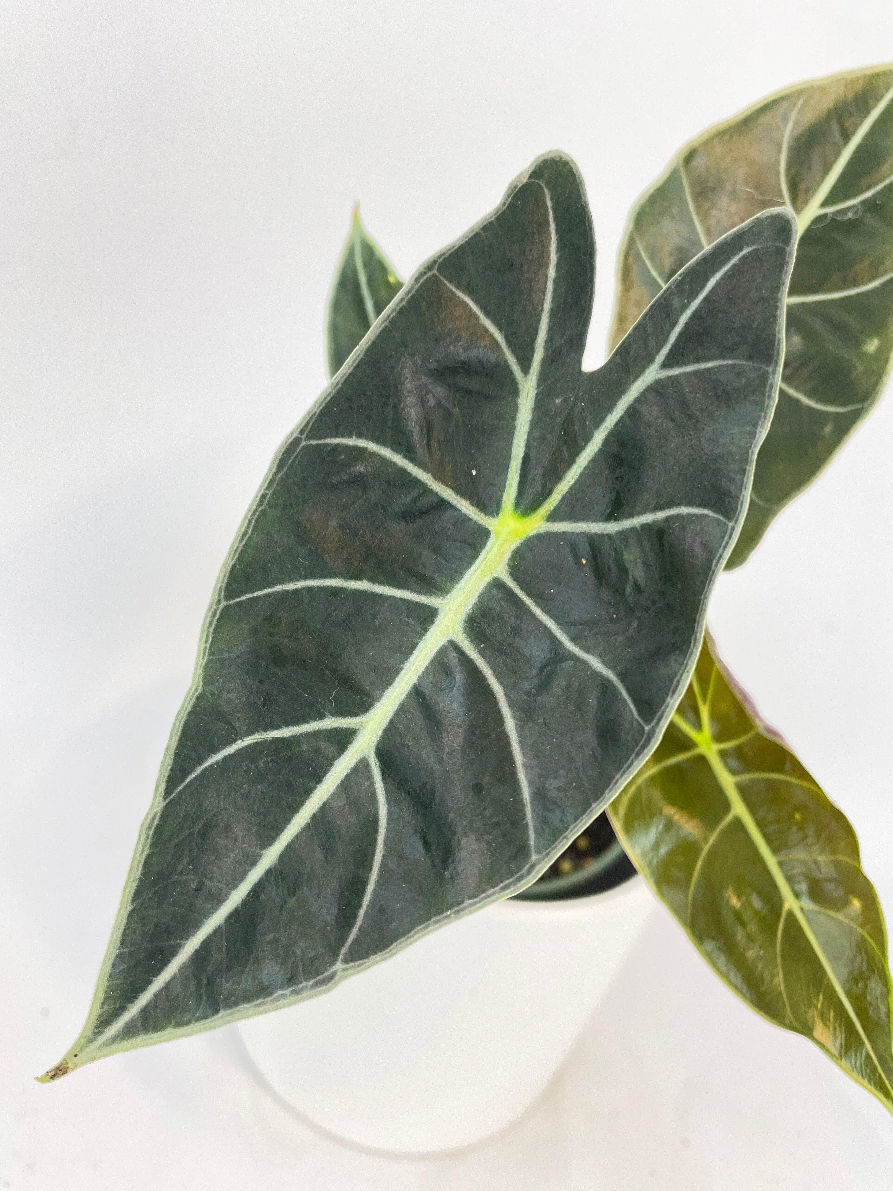 Alocasia Dragon Tooth Longiloba | Heirloom Boulevard