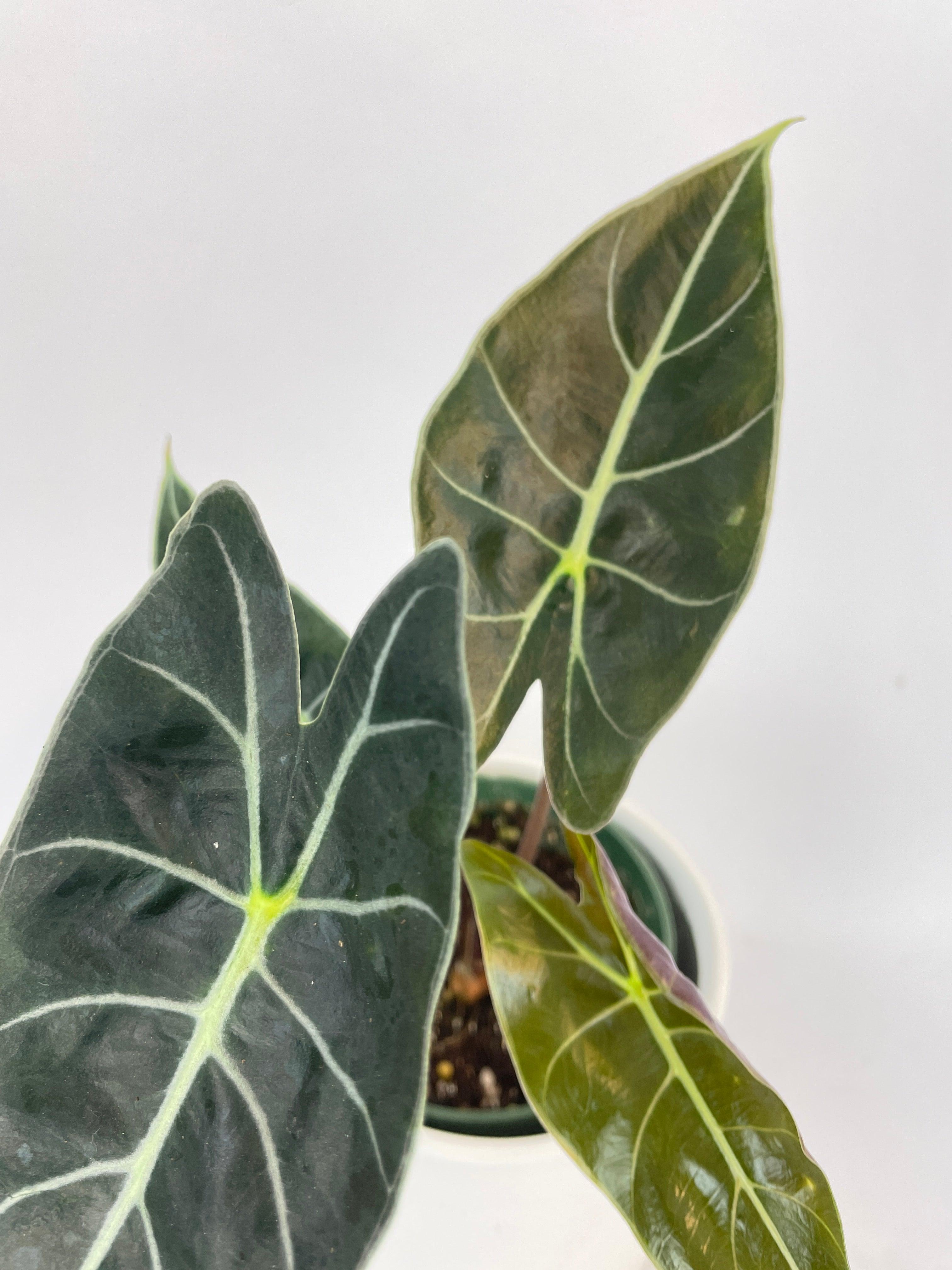 Alocasia Dragon Tooth Longiloba | Heirloom Boulevard
