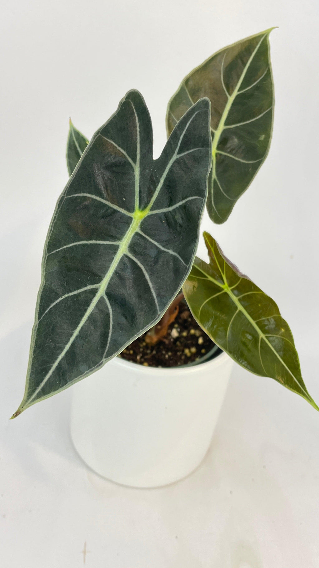 Alocasia Dragon Tooth Longiloba | Heirloom Boulevard