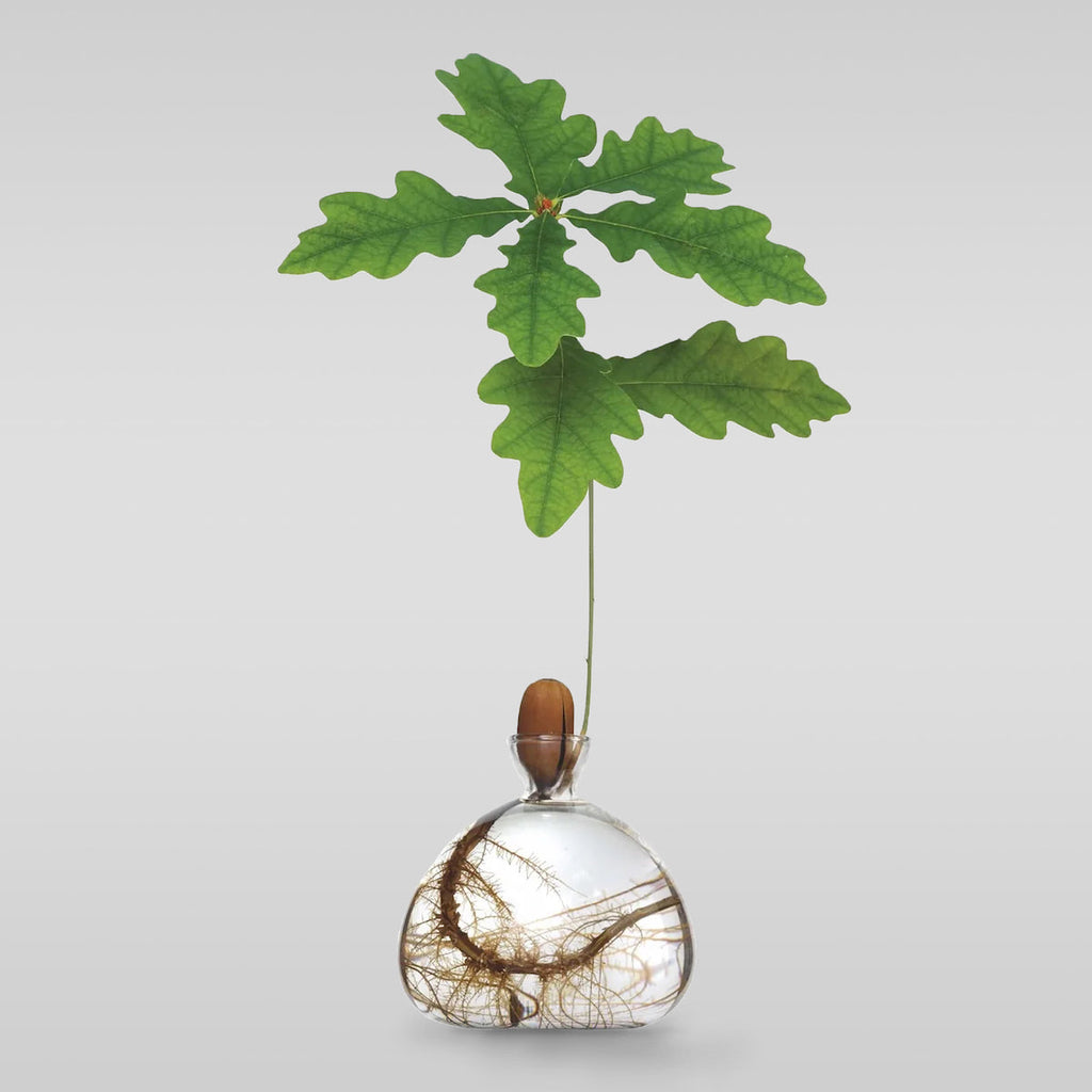 Bloomist Acorn Vase Clear | Heirloom Boulevard