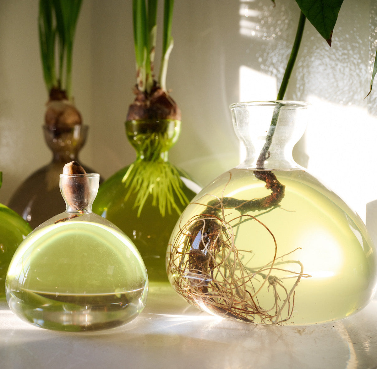 Bloomist Acorn Vase | Heirloom Boulevard