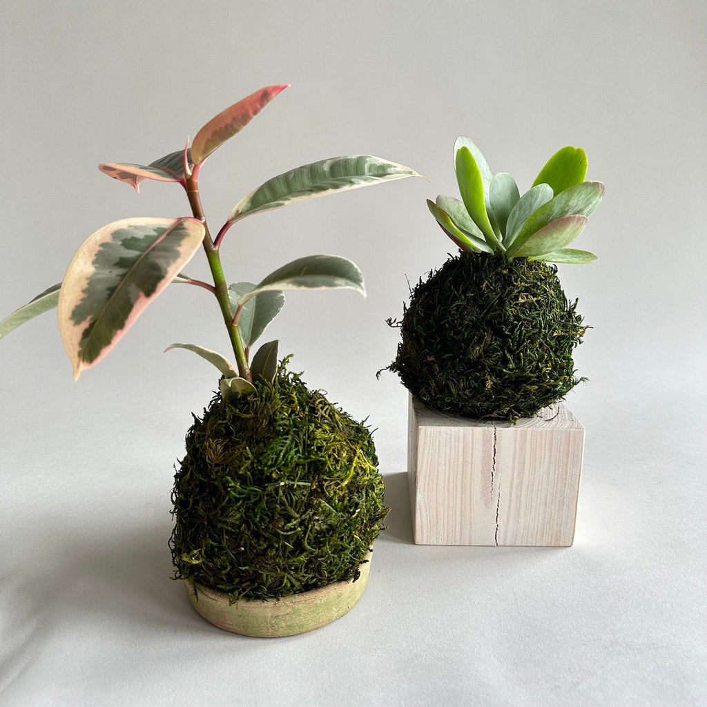Jikoku Wood Base | Heirloom Boulevard