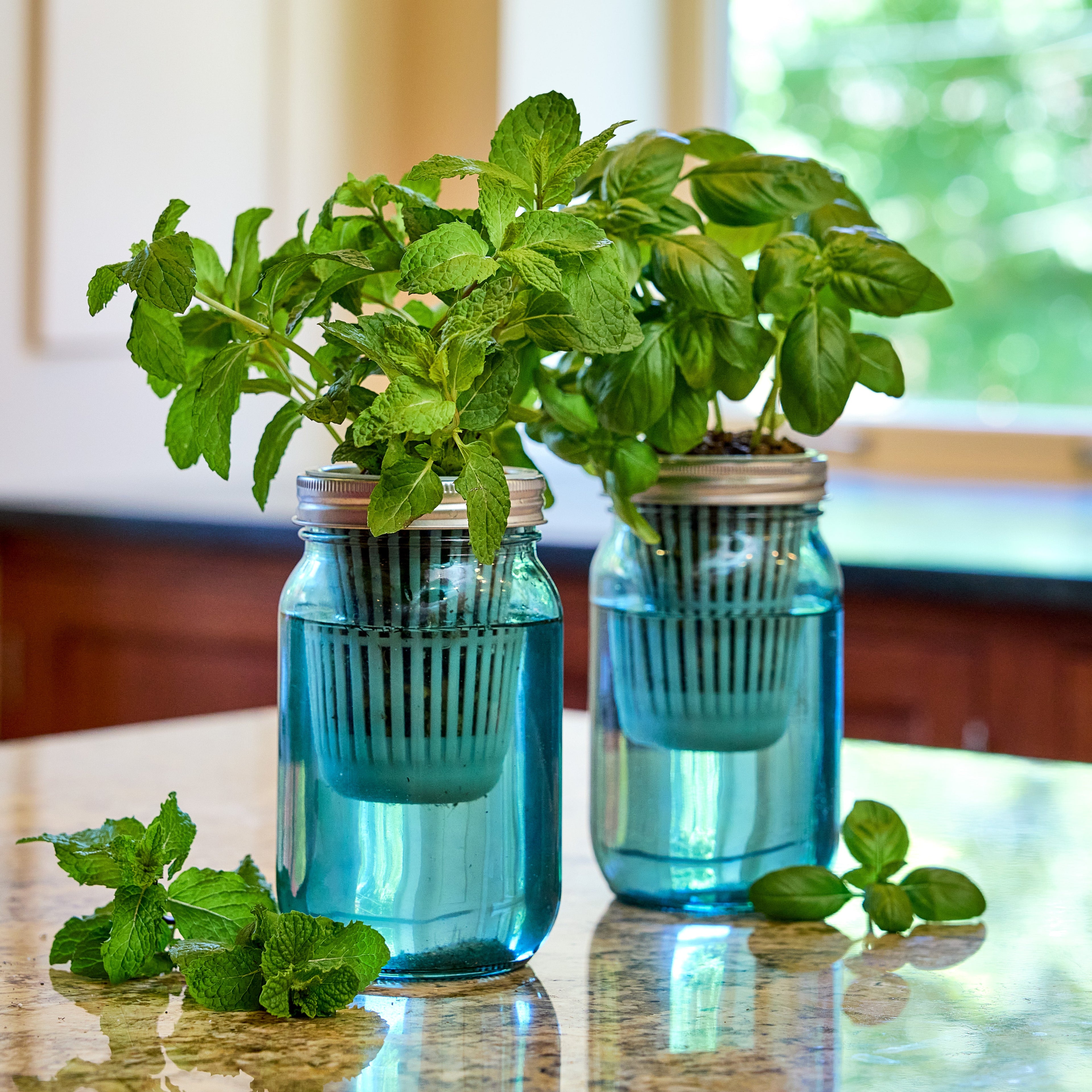 Modern Sprout Garden Jars - Organic Herbs