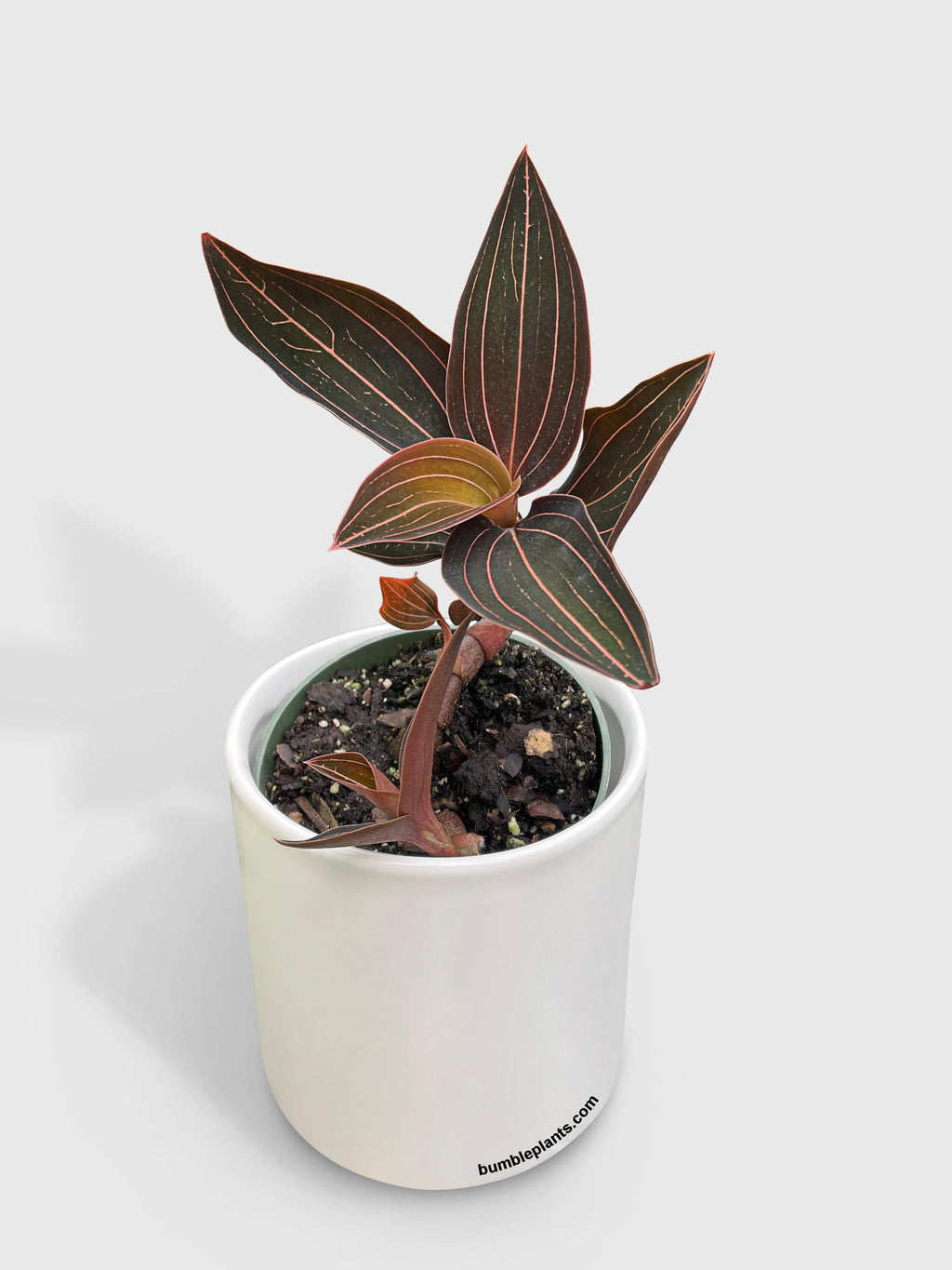Jewel Orchid Ludisia Discolor 4" pot | Heirloom Boulevard