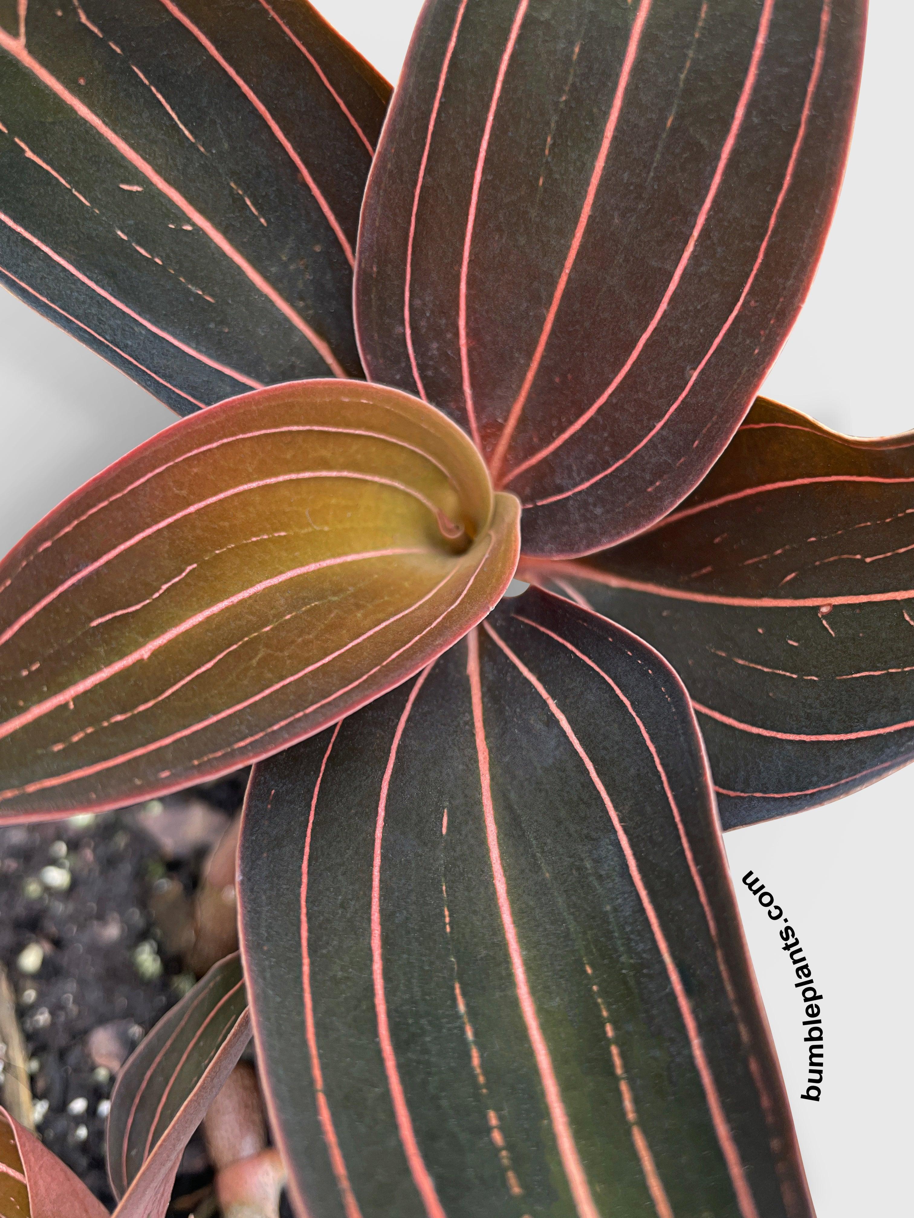 Jewel Orchid Ludisia Discolor | Heirloom Boulevard