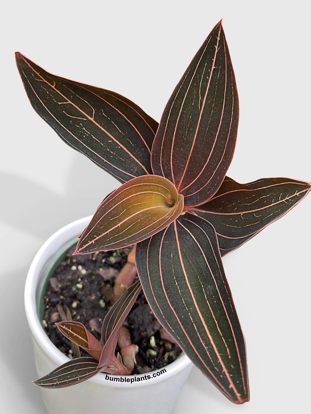 Jewel Orchid Ludisia Discolor | Heirloom Boulevard