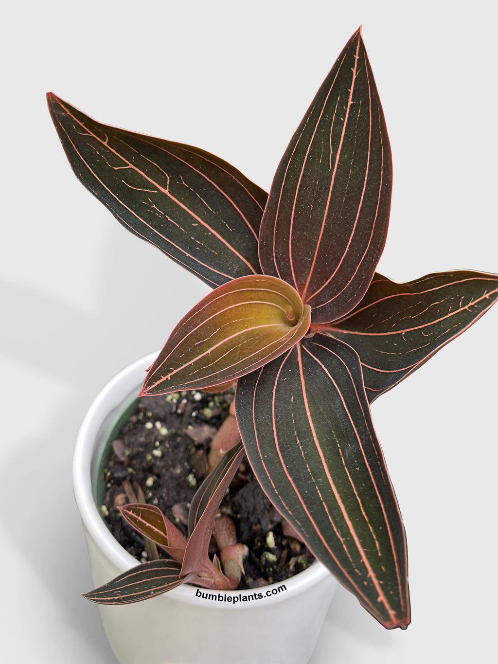 Jewel Orchid Ludisia Discolor | Heirloom Boulevard