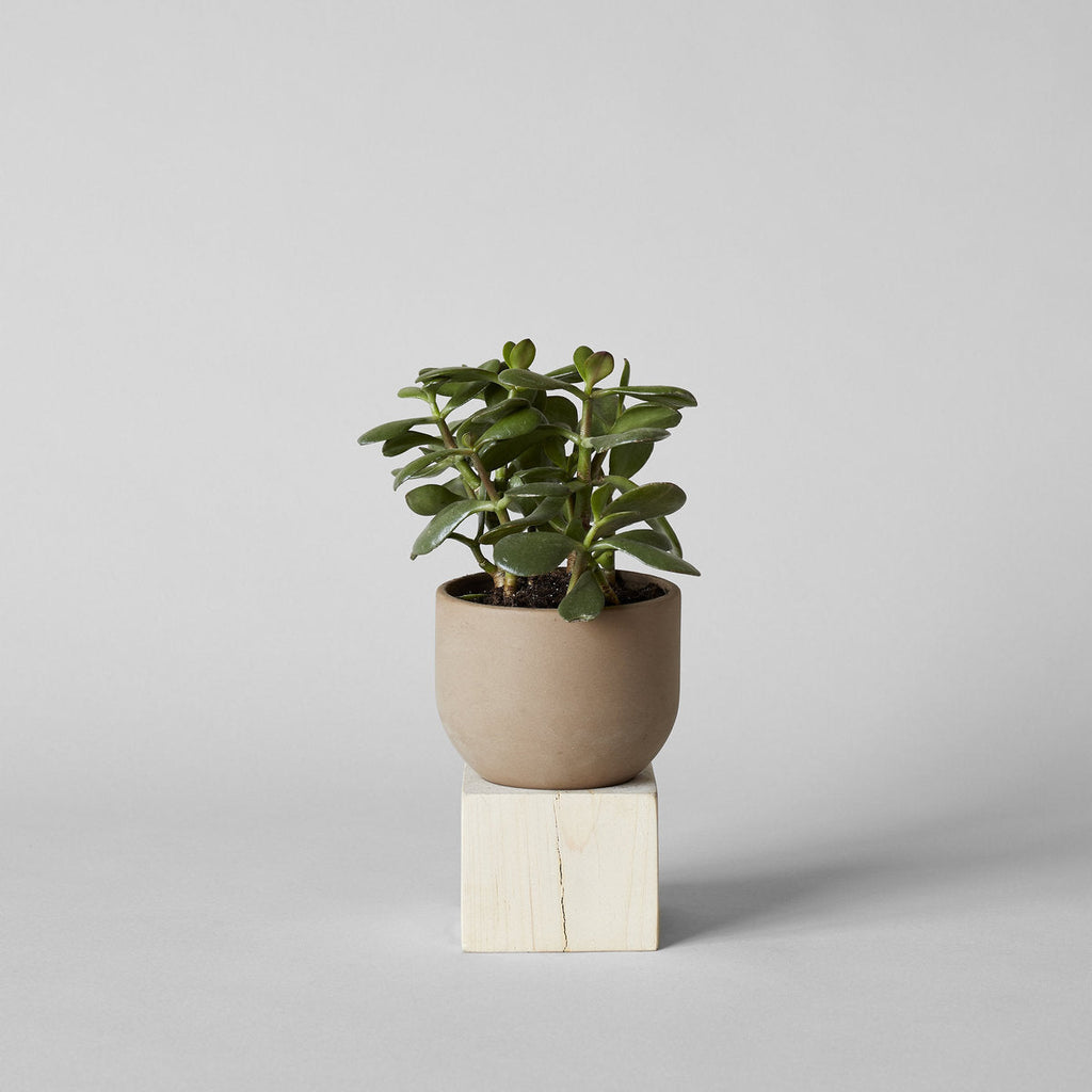 Jikoku Wood Base | Heirloom Boulevard