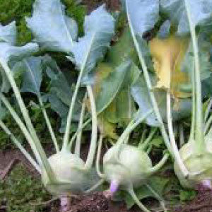 KOHLRABI Seeds, Early White Vienna | Heirloom Boulevard