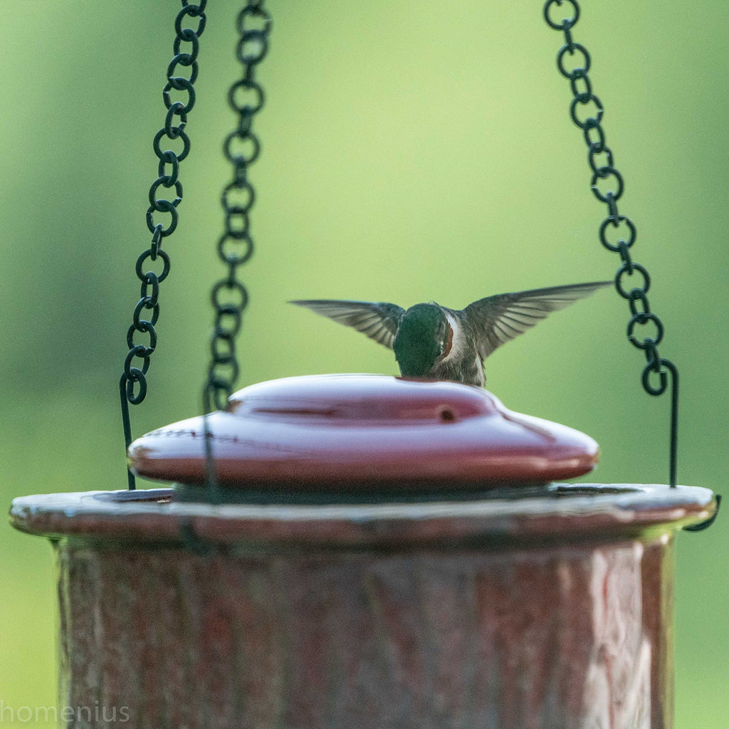 Byer of Maine Alcyon Hummingbird Feeder